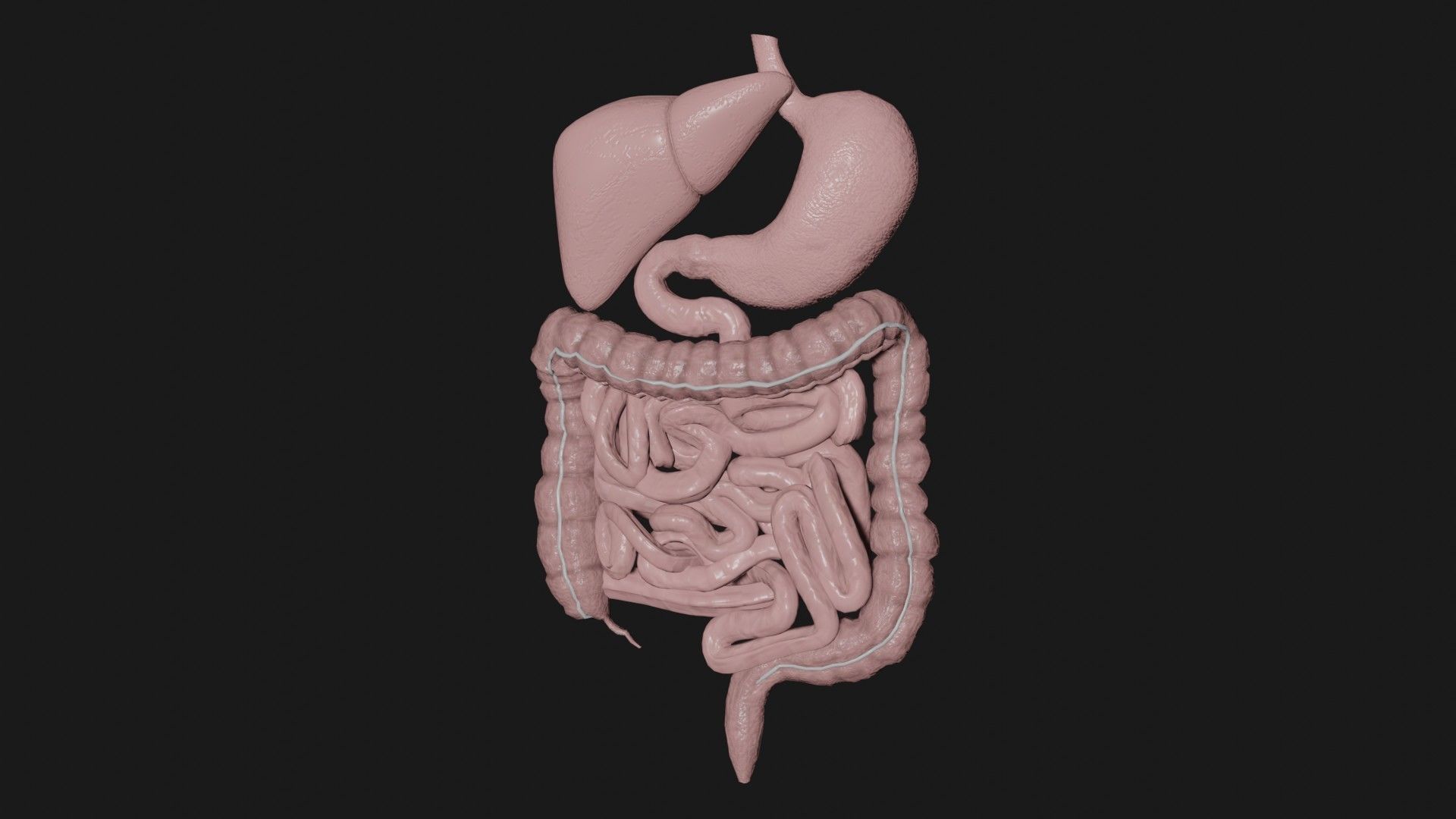 Digestive System 5 Low-poly 3D model_2