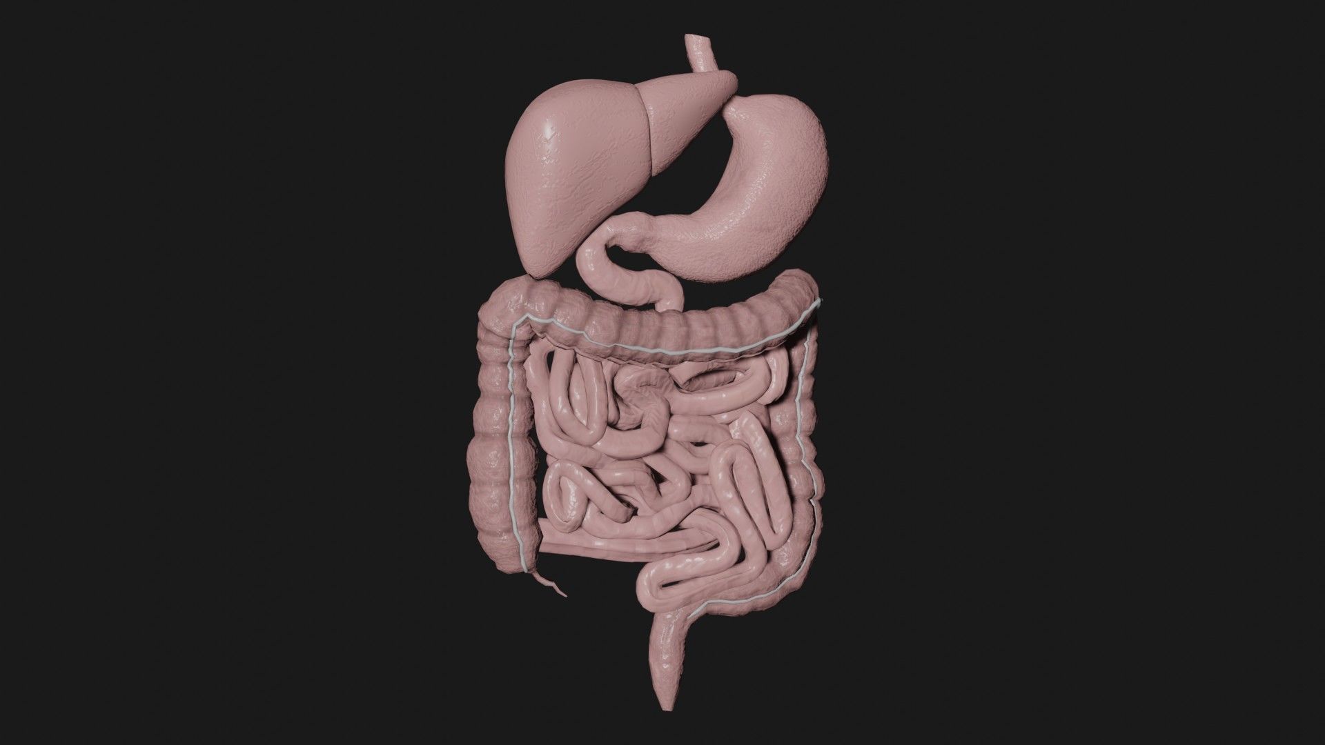 Digestive System 5 Low-poly 3D model_3