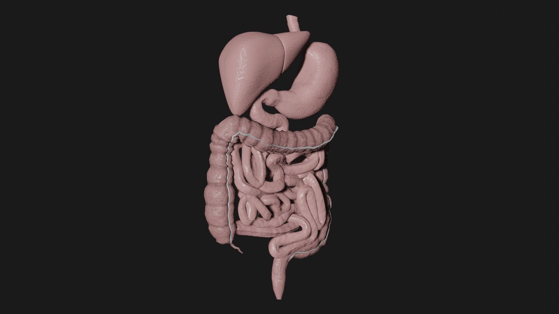 Digestive System 5 Low-poly 3D model_1