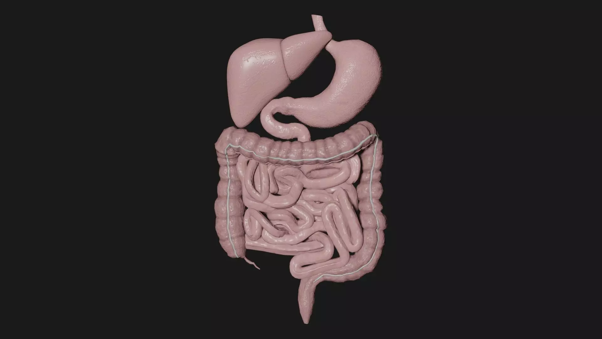 Digestive System 5 Low-poly 3D model_0