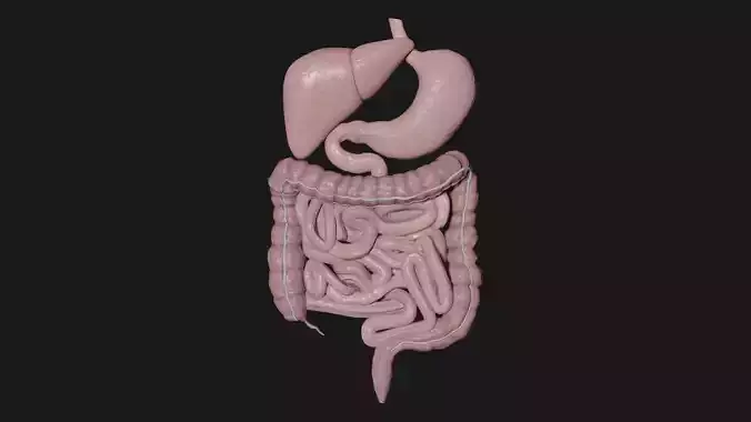 Digestive System 5 Low-poly 3D model