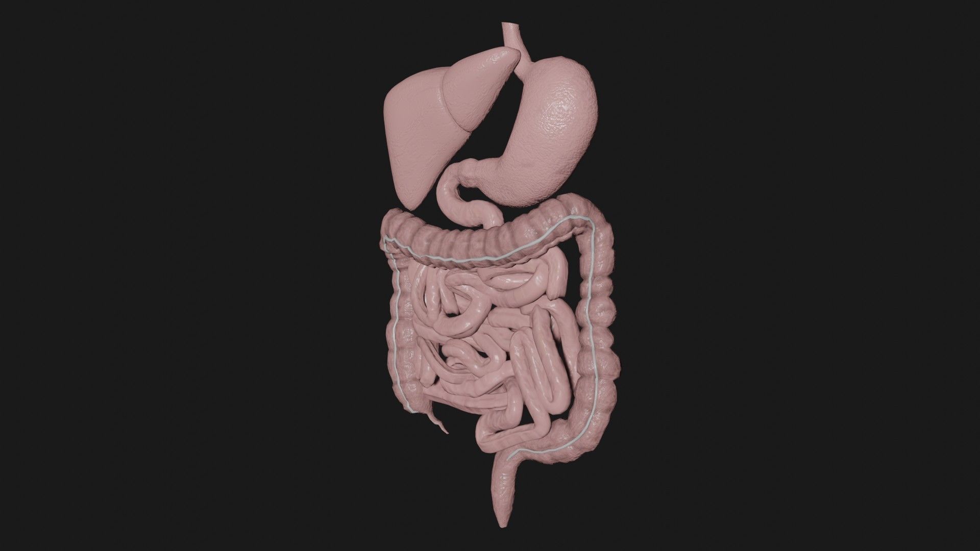 Digestive System 5 Low-poly 3D model_4