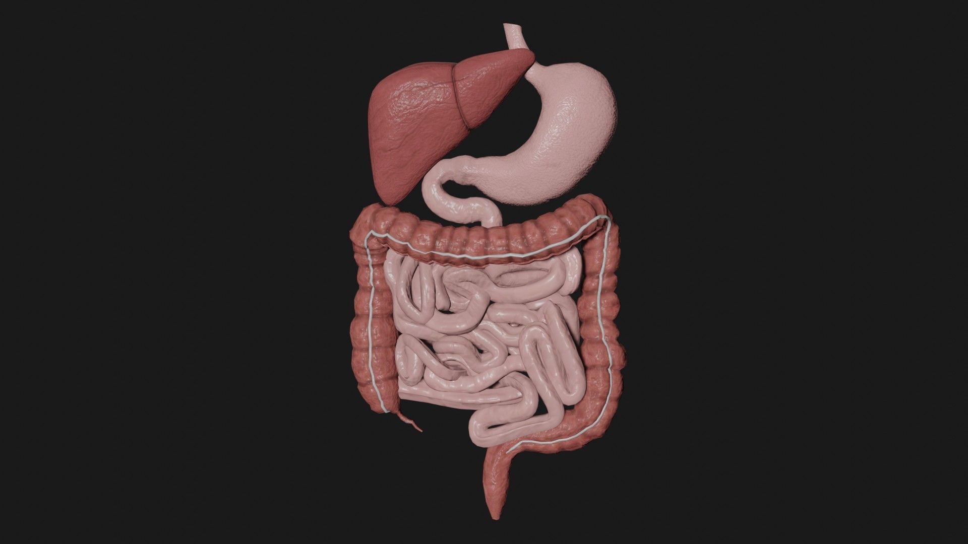 Digestive System 6 Low-poly 3D model_2