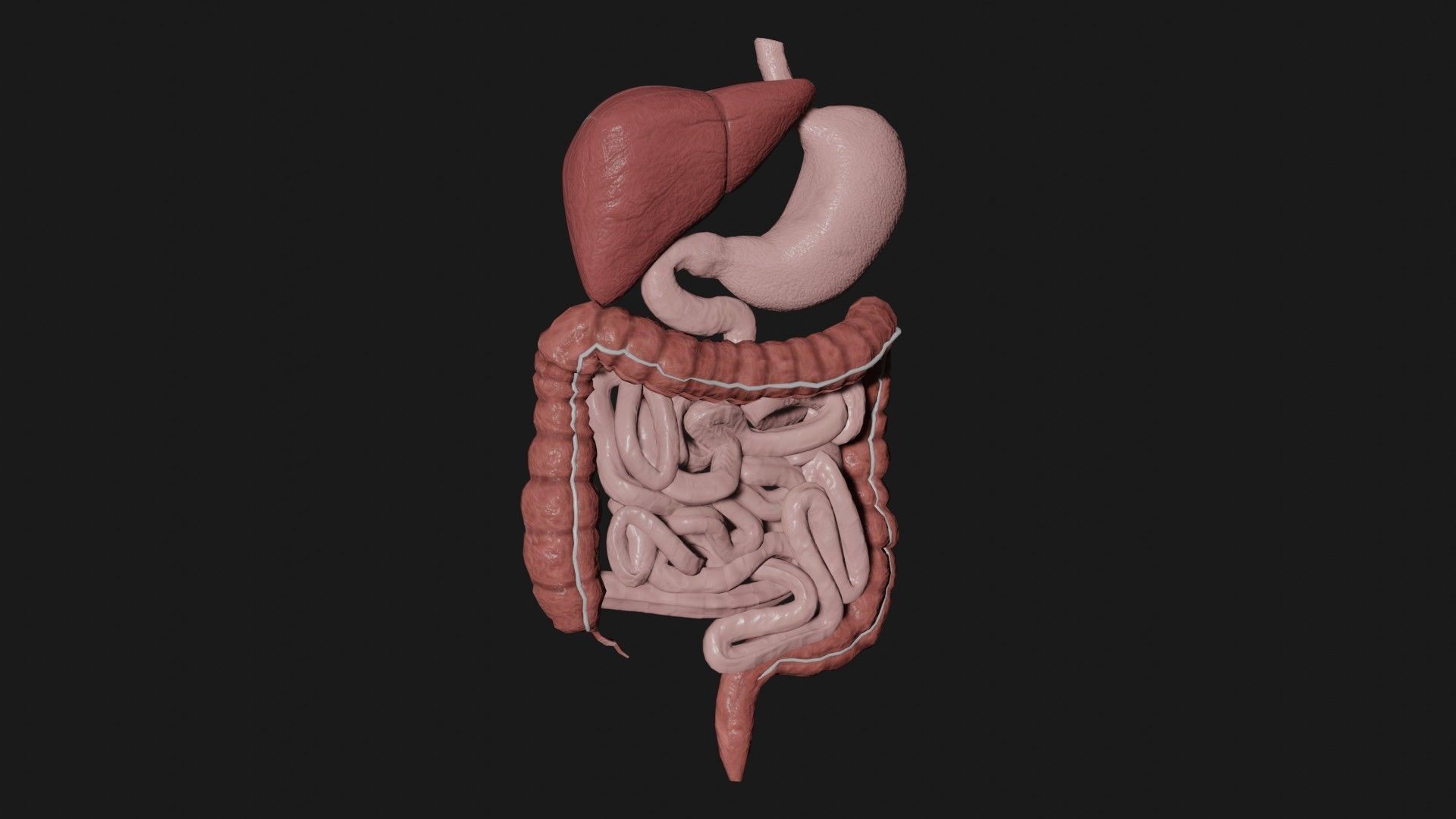 Digestive System 6 Low-poly 3D model_4