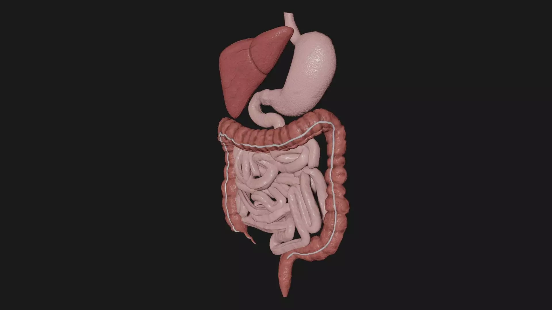Digestive System 6 Low-poly 3D model_0