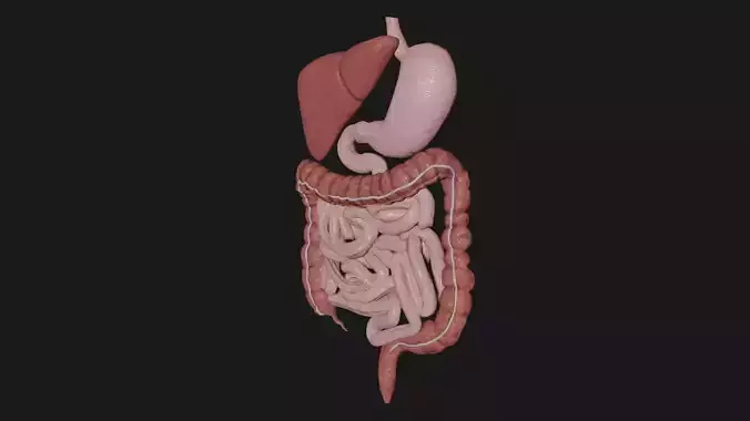 Digestive System 6 Low-poly 3D model