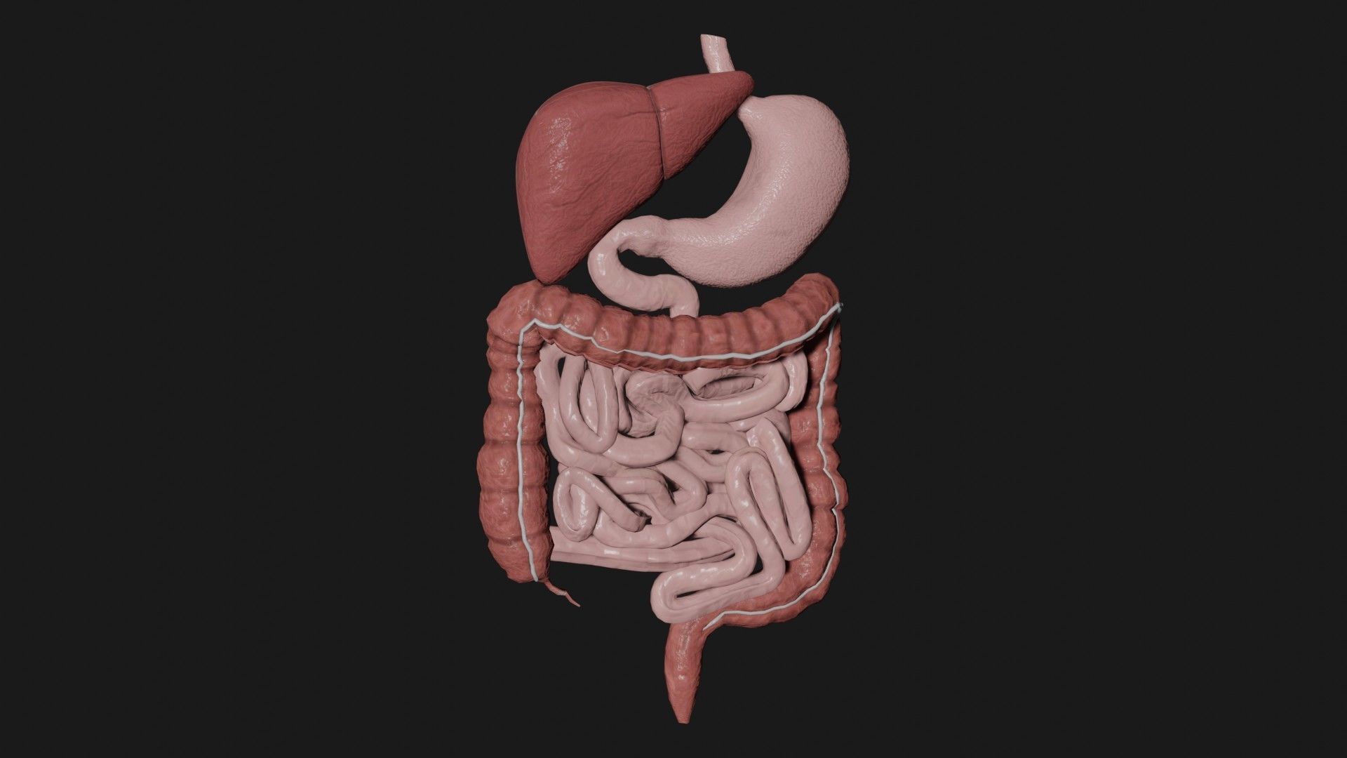 Digestive System 6 Low-poly 3D model_3