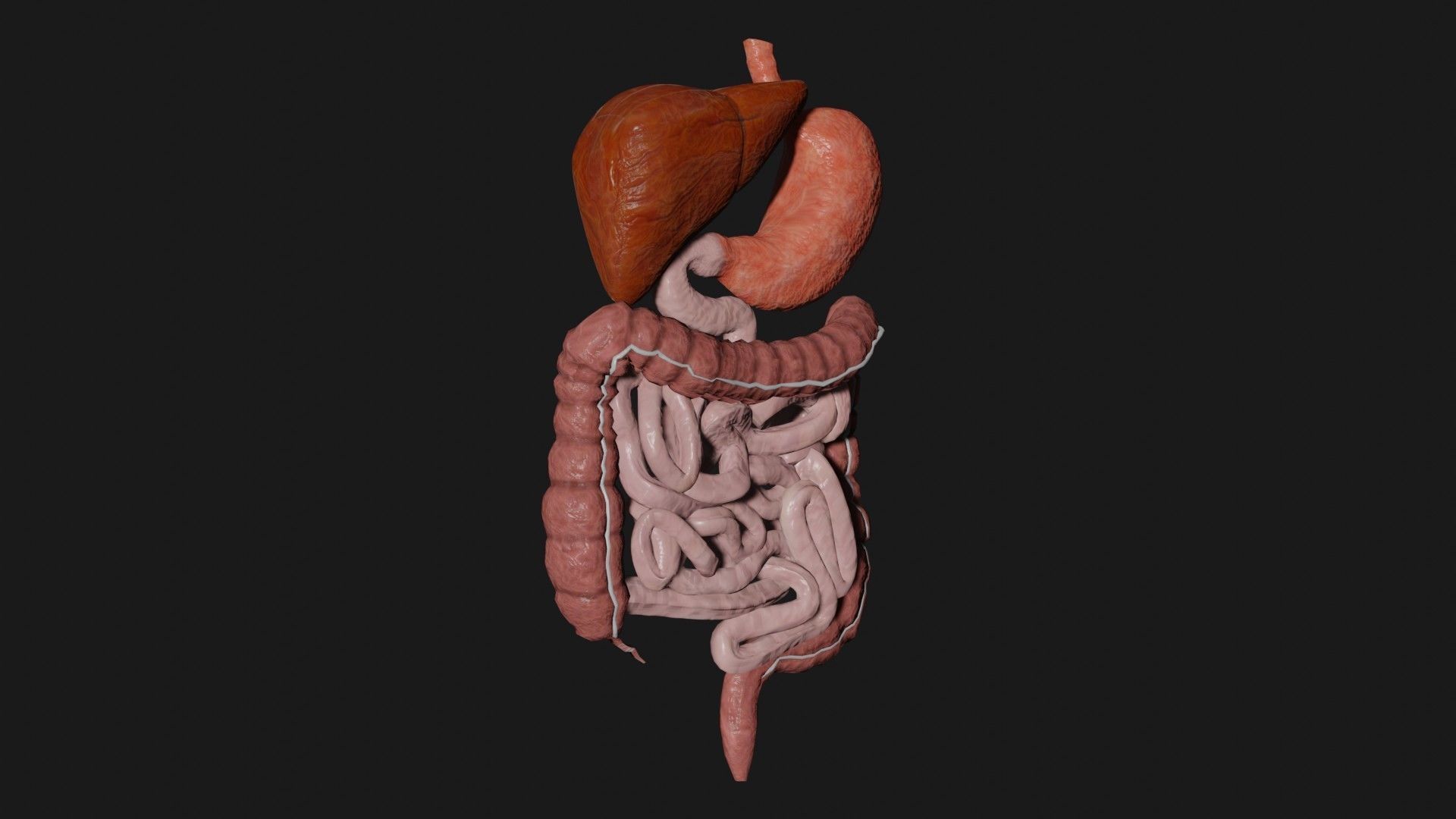 Digestive System 7 Low-poly 3D model_4