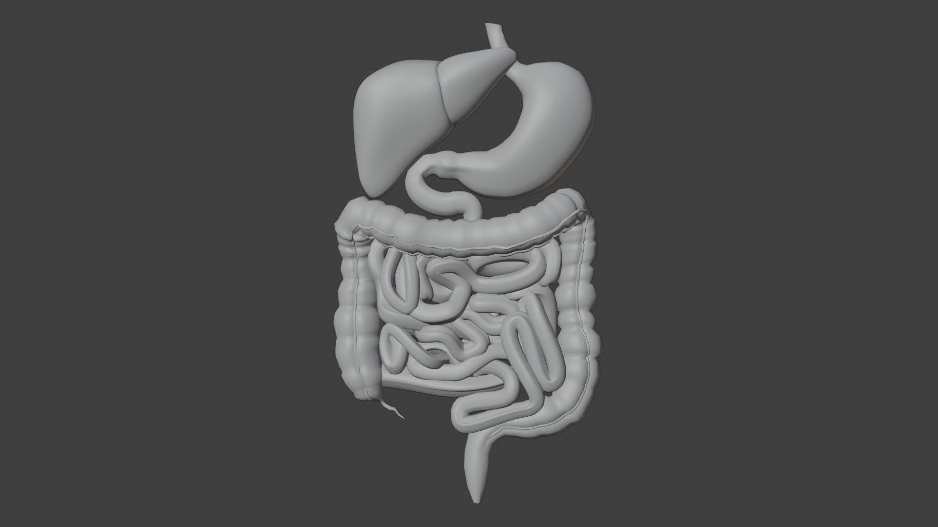 Digestive System 7 Low-poly 3D model_5