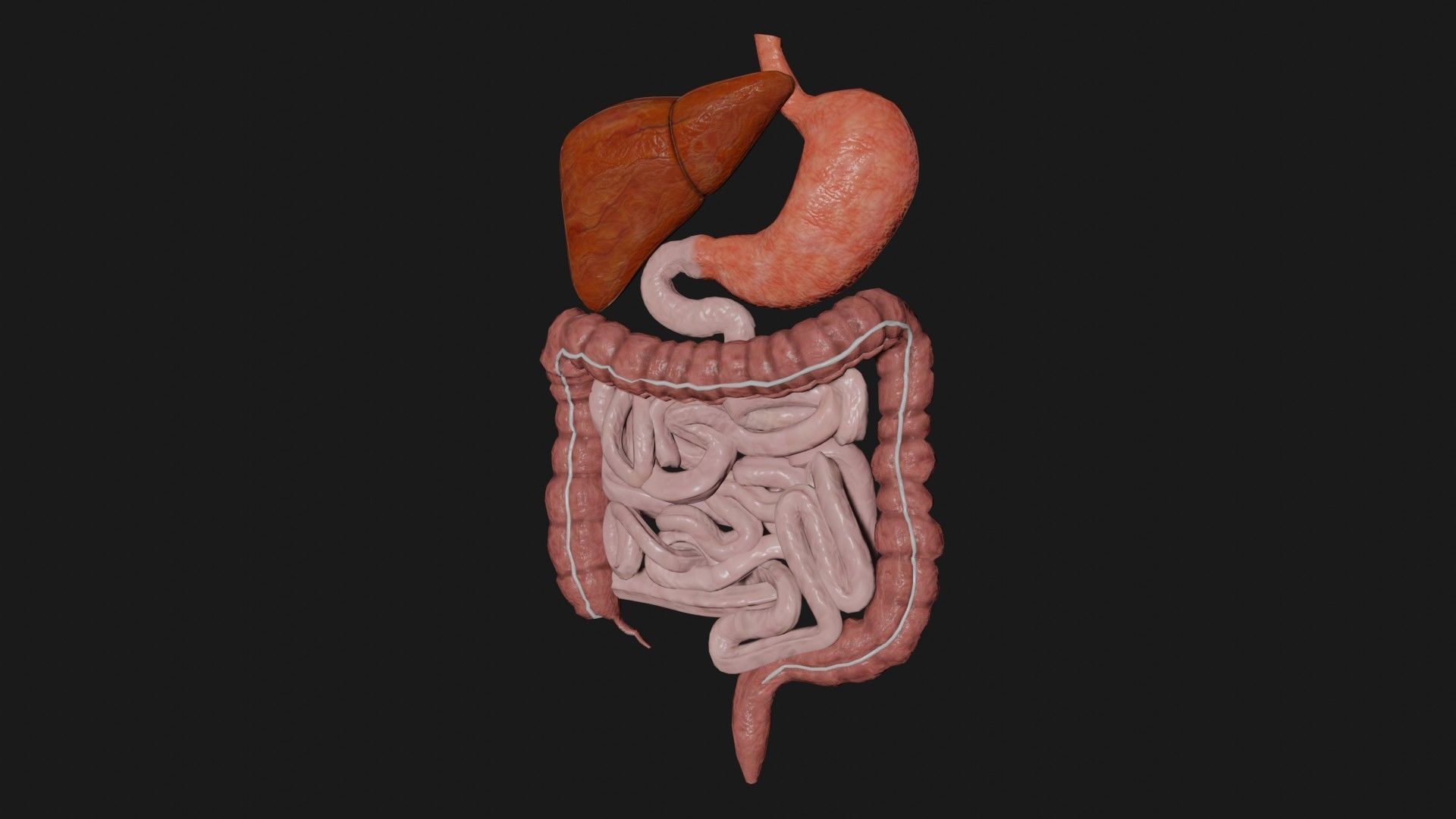 Digestive System 7 Low-poly 3D model_2
