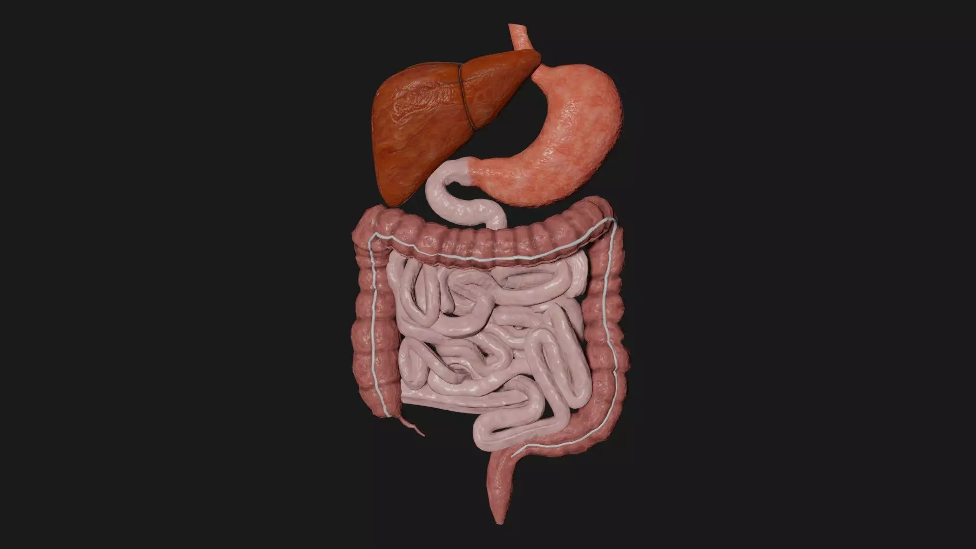 Digestive System 7 Low-poly 3D model_0
