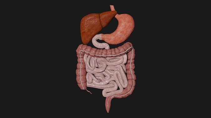Digestive System 7 Low-poly 3D model