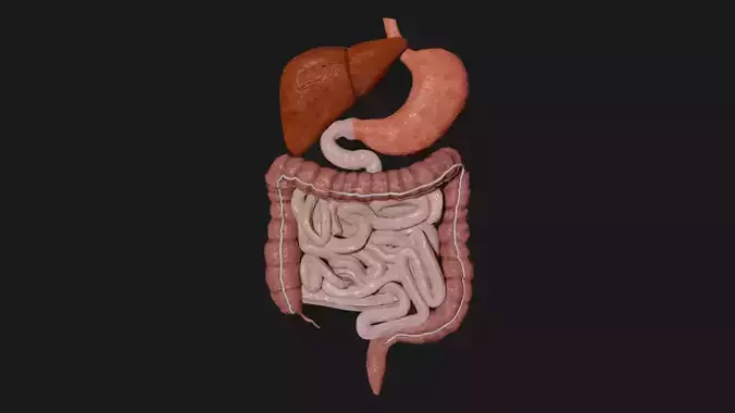 Digestive System 7 Low-poly 3D model