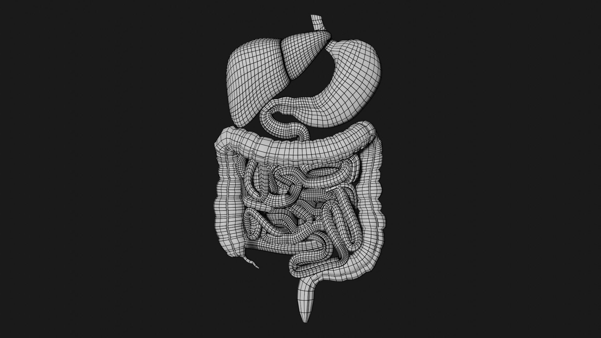 Digestive System 7 Low-poly 3D model_6