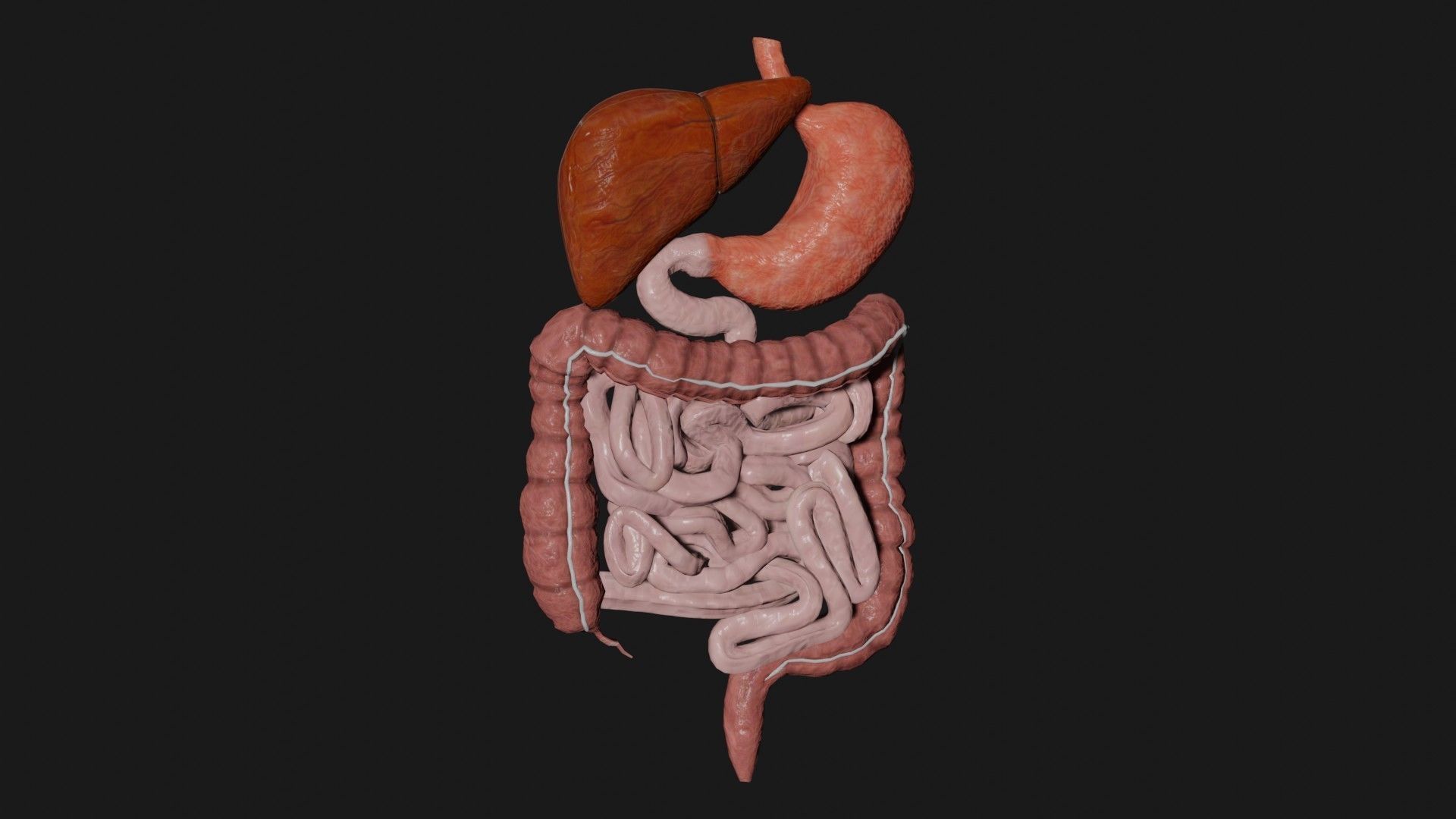 Digestive System 7 Low-poly 3D model_3