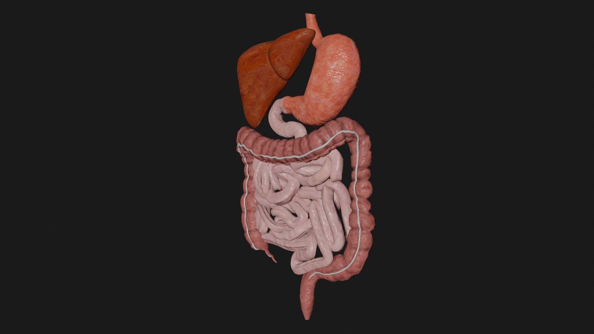Digestive System 7 Low-poly 3D model_1