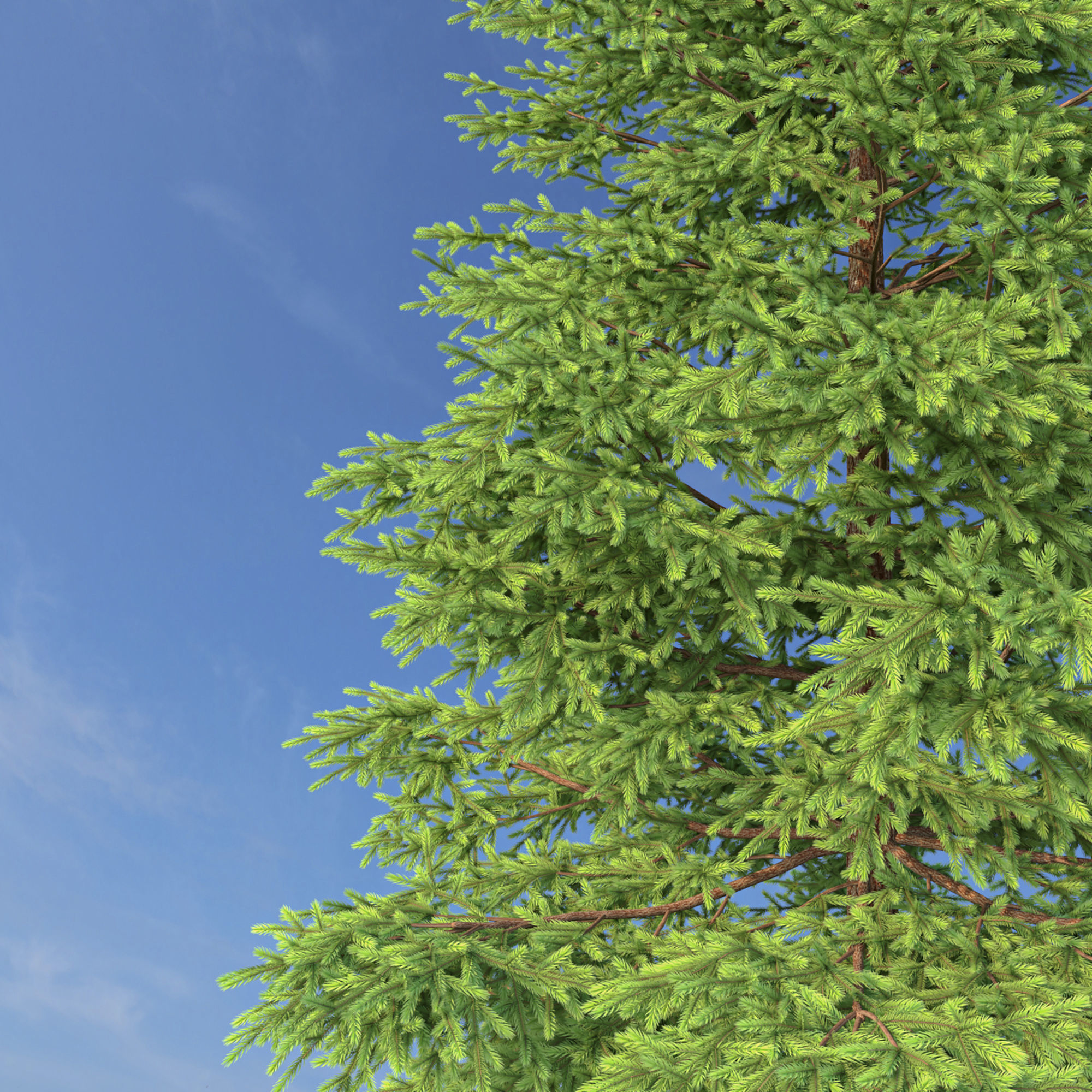 Picea Rubens No 1 3D model_4