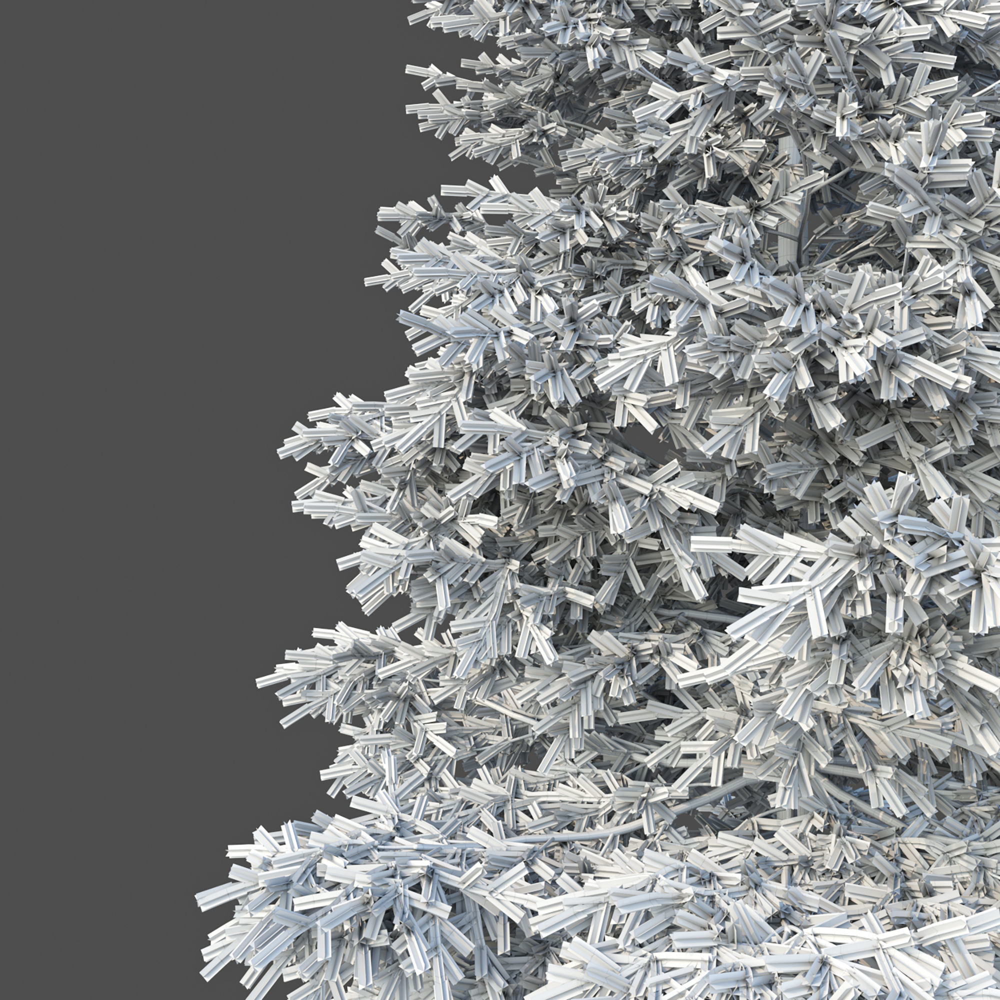 Picea Rubens No 1 3D model_5