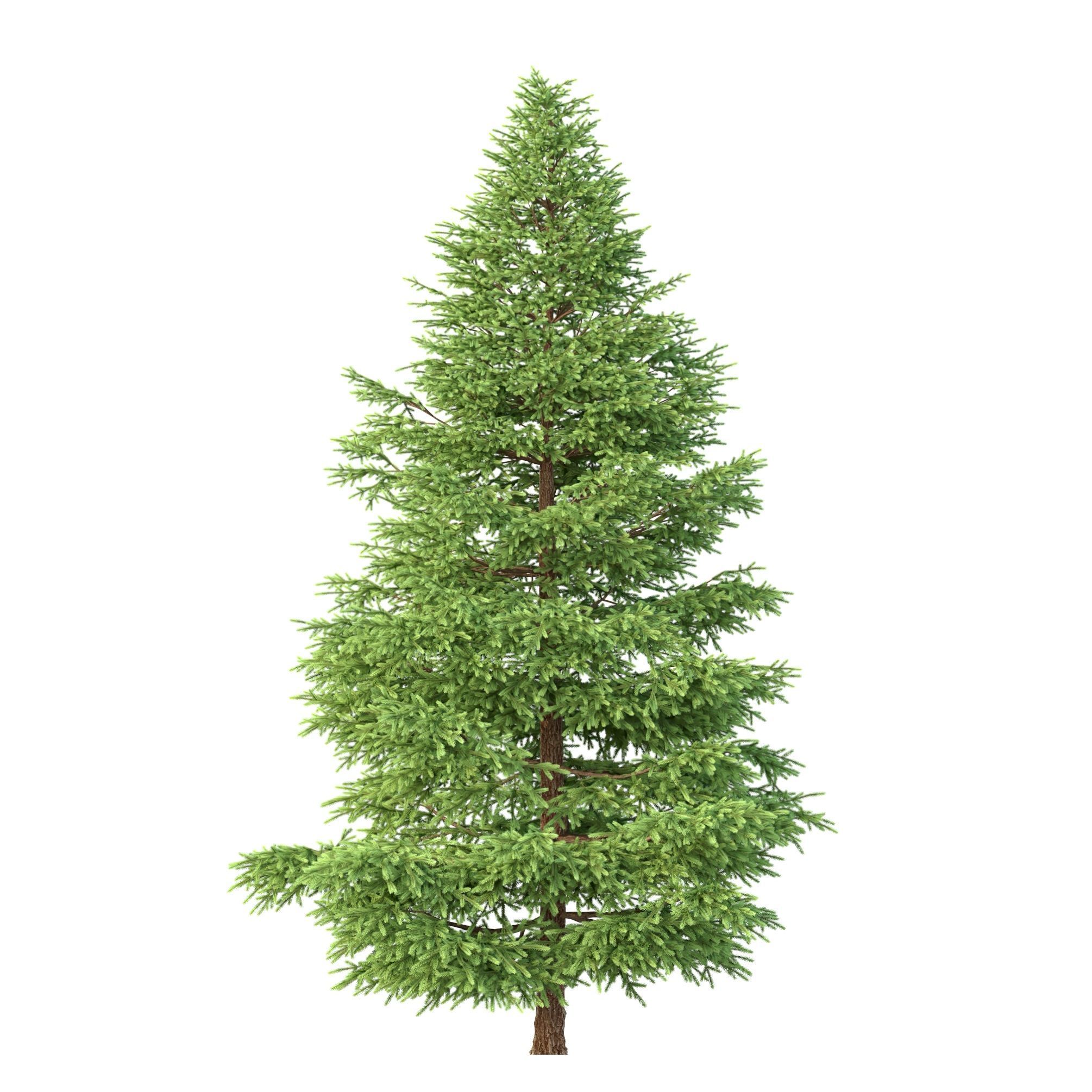 Picea Rubens No 1 3D model_6