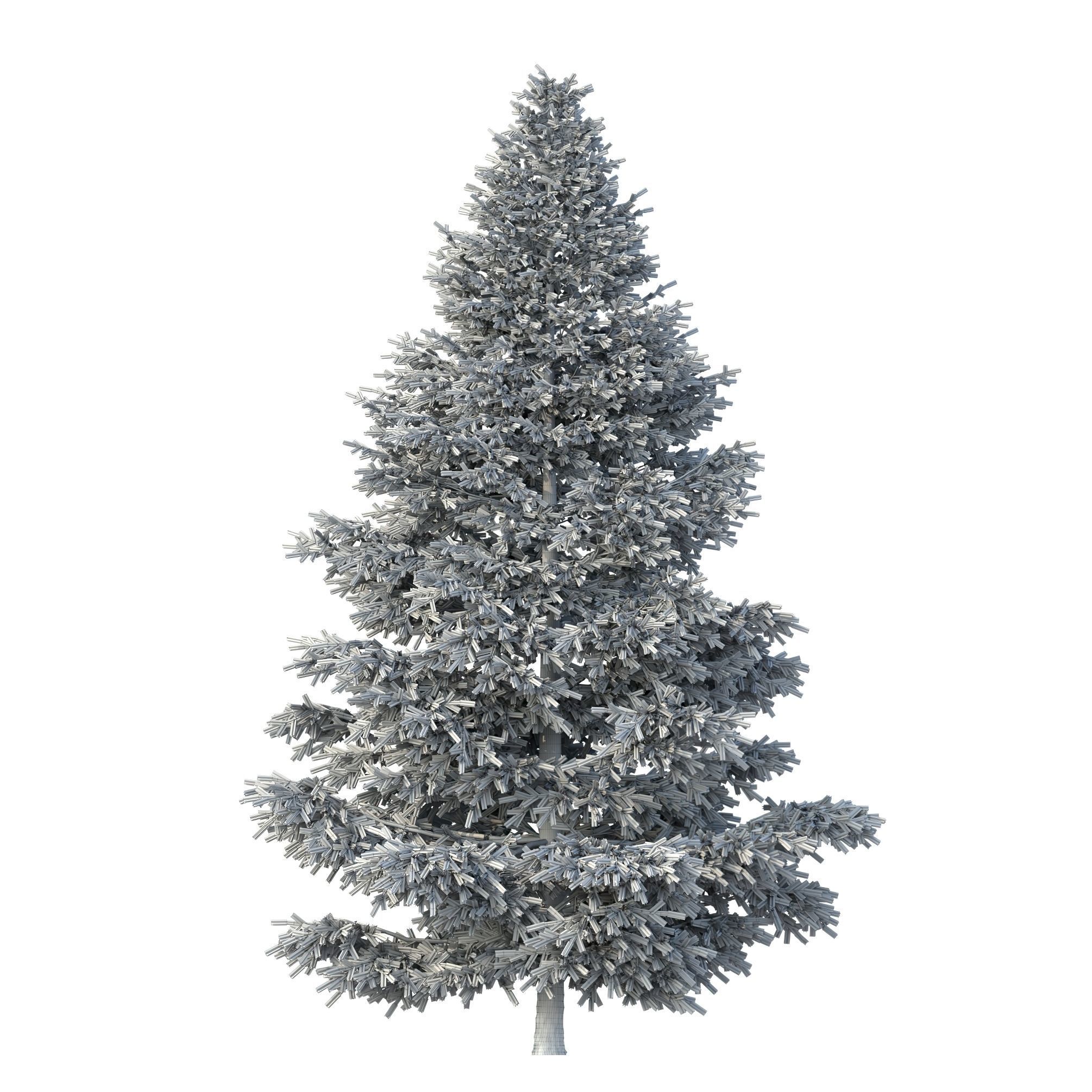 Picea Rubens No 1 3D model_8