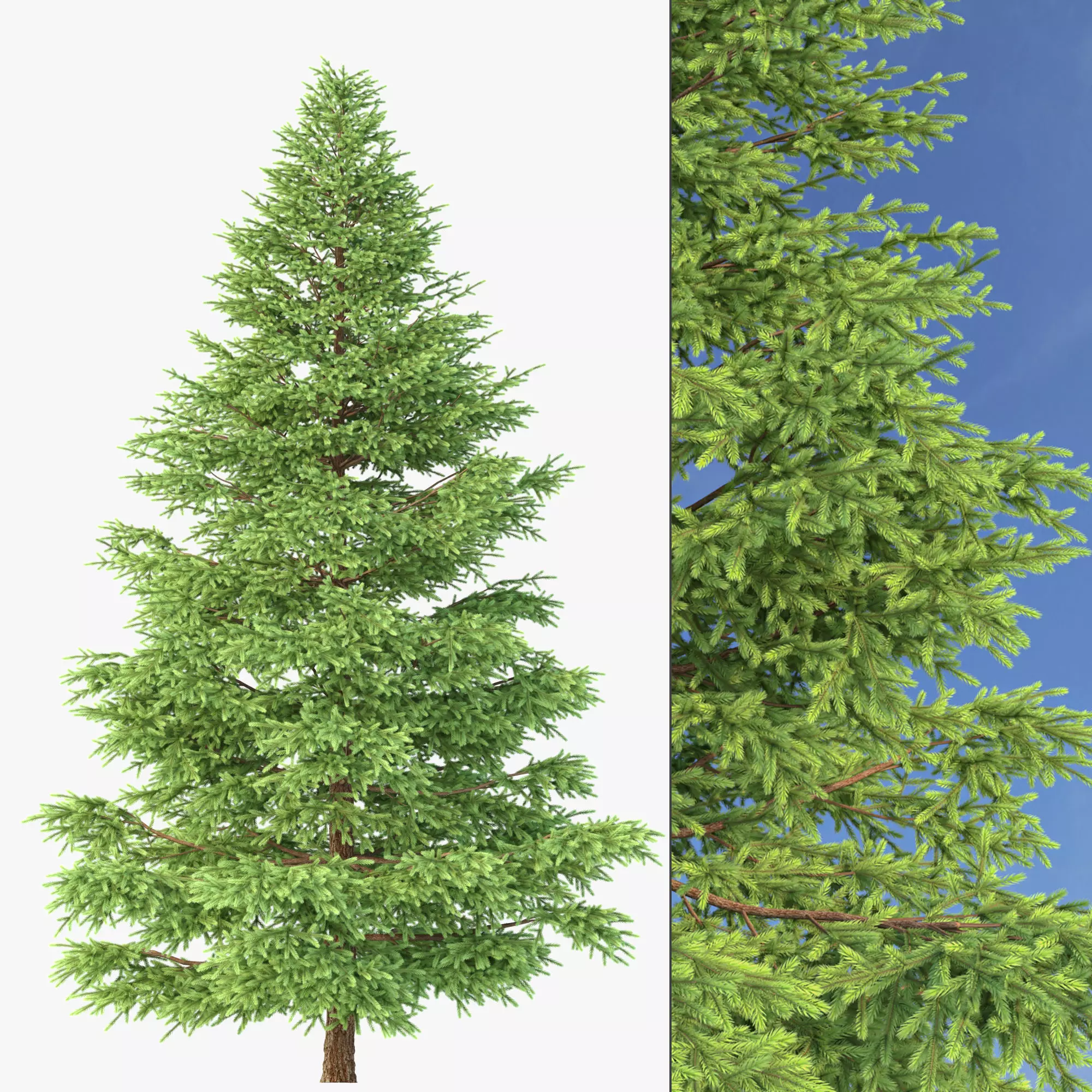 Picea Rubens No 1 3D model_0