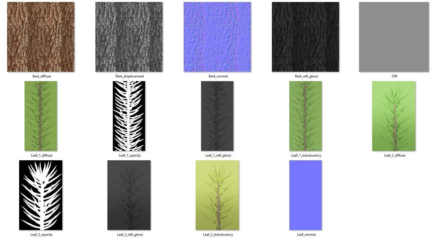 Picea Rubens No 1 3D model_13