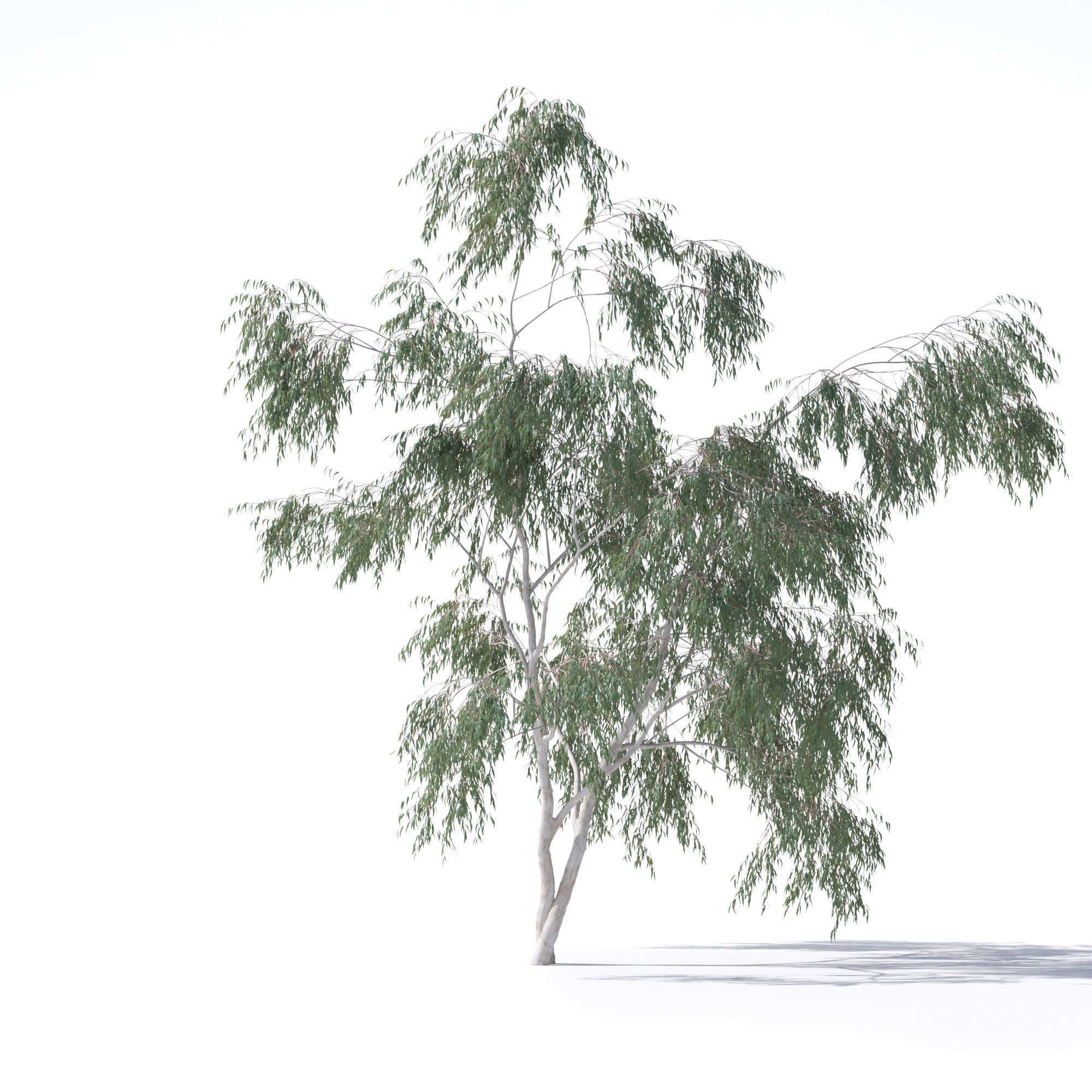 Eucalyptus Pauciflora tree 7 3D model_8