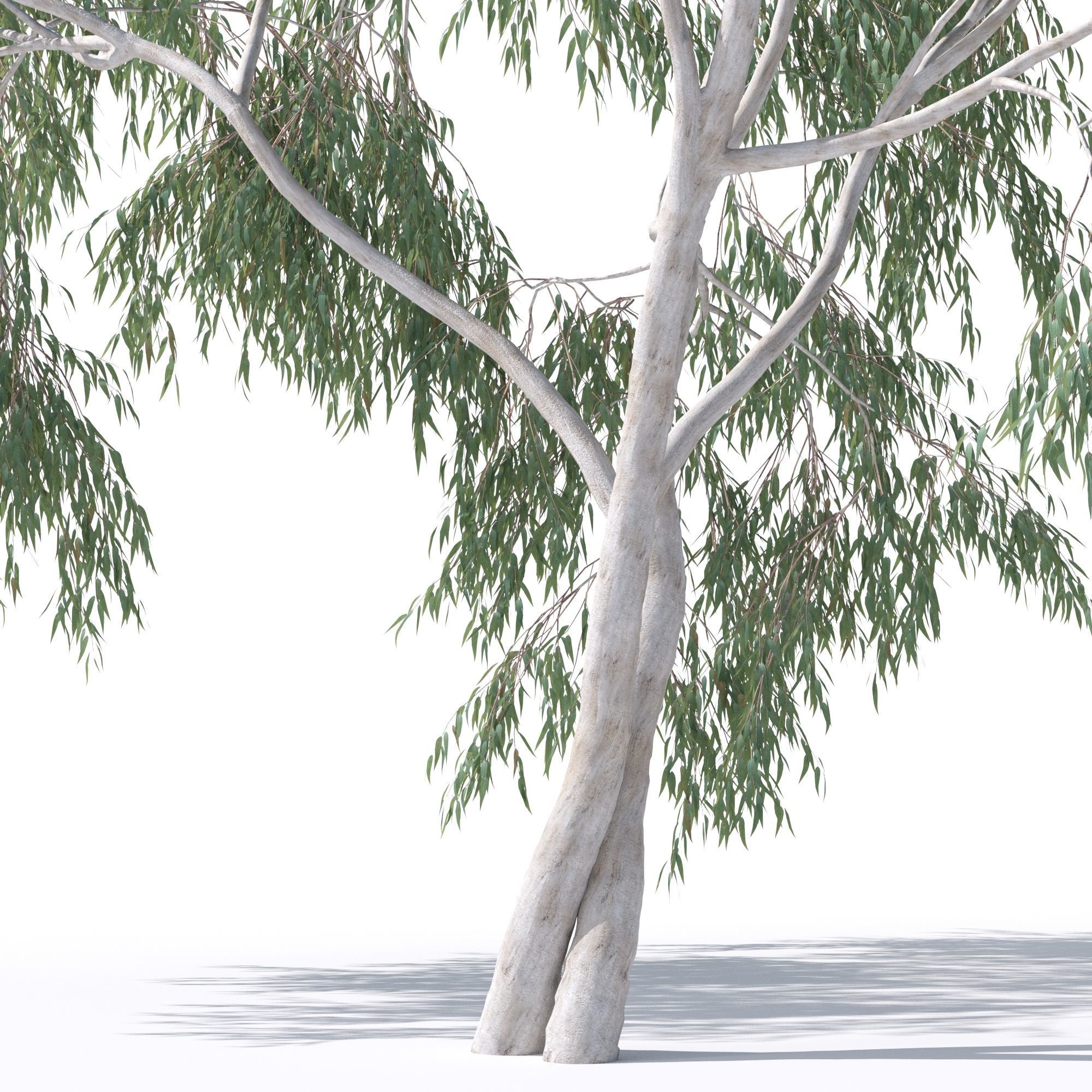Eucalyptus Pauciflora tree 7 3D model_1
