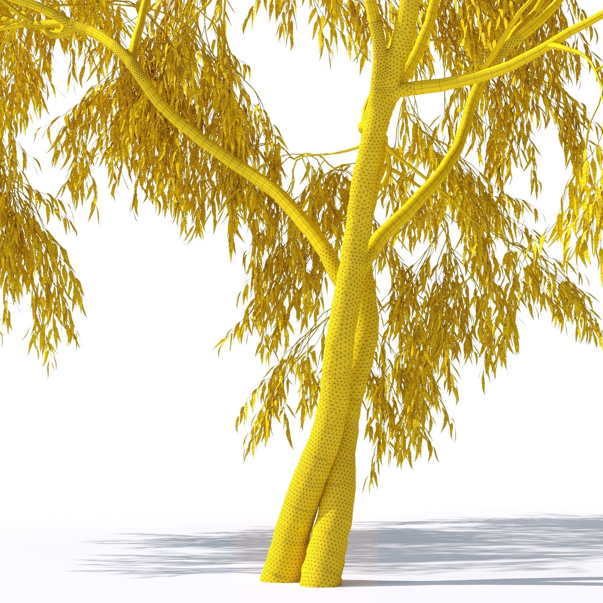 Eucalyptus Pauciflora tree 7 3D model_11