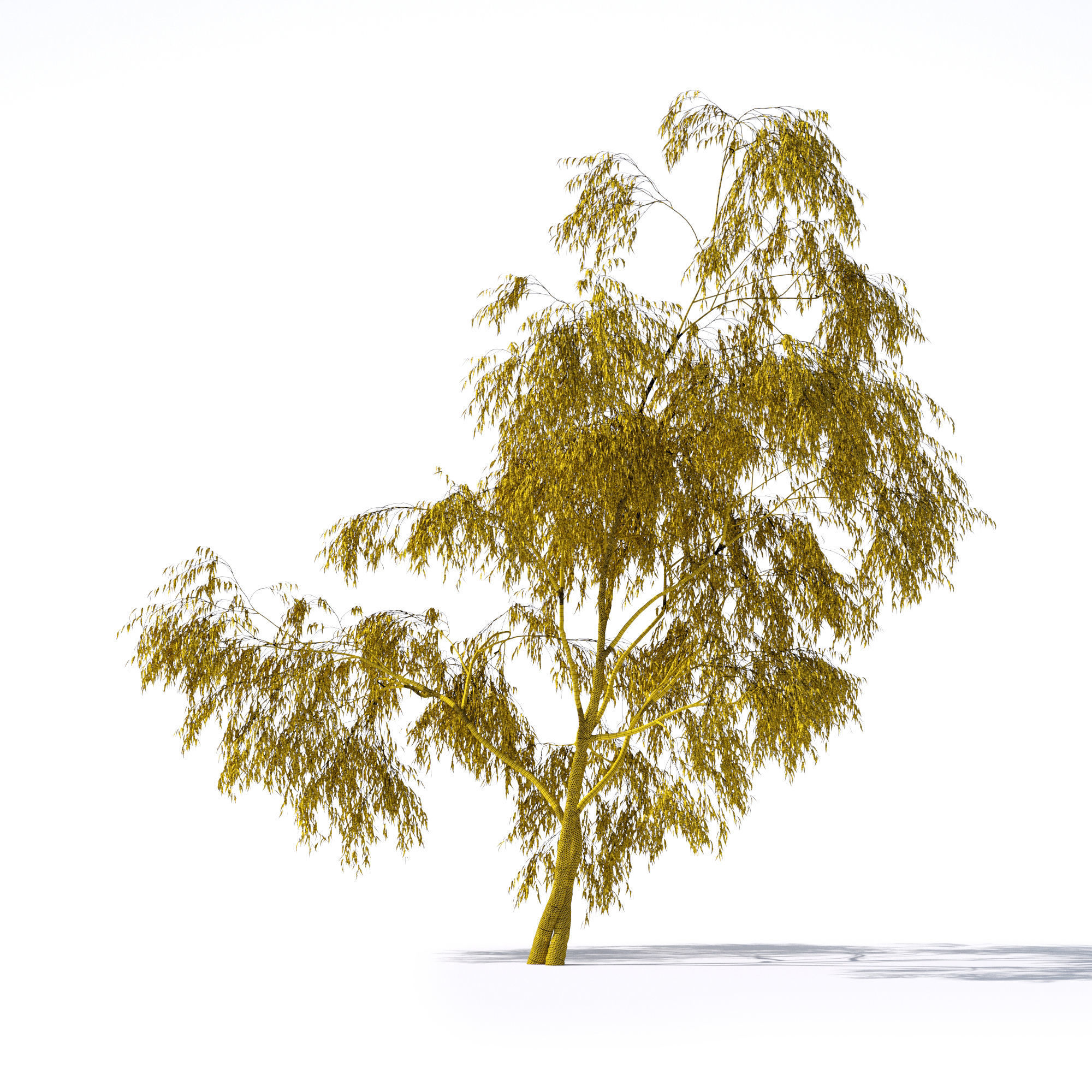Eucalyptus Pauciflora tree 7 3D model_10
