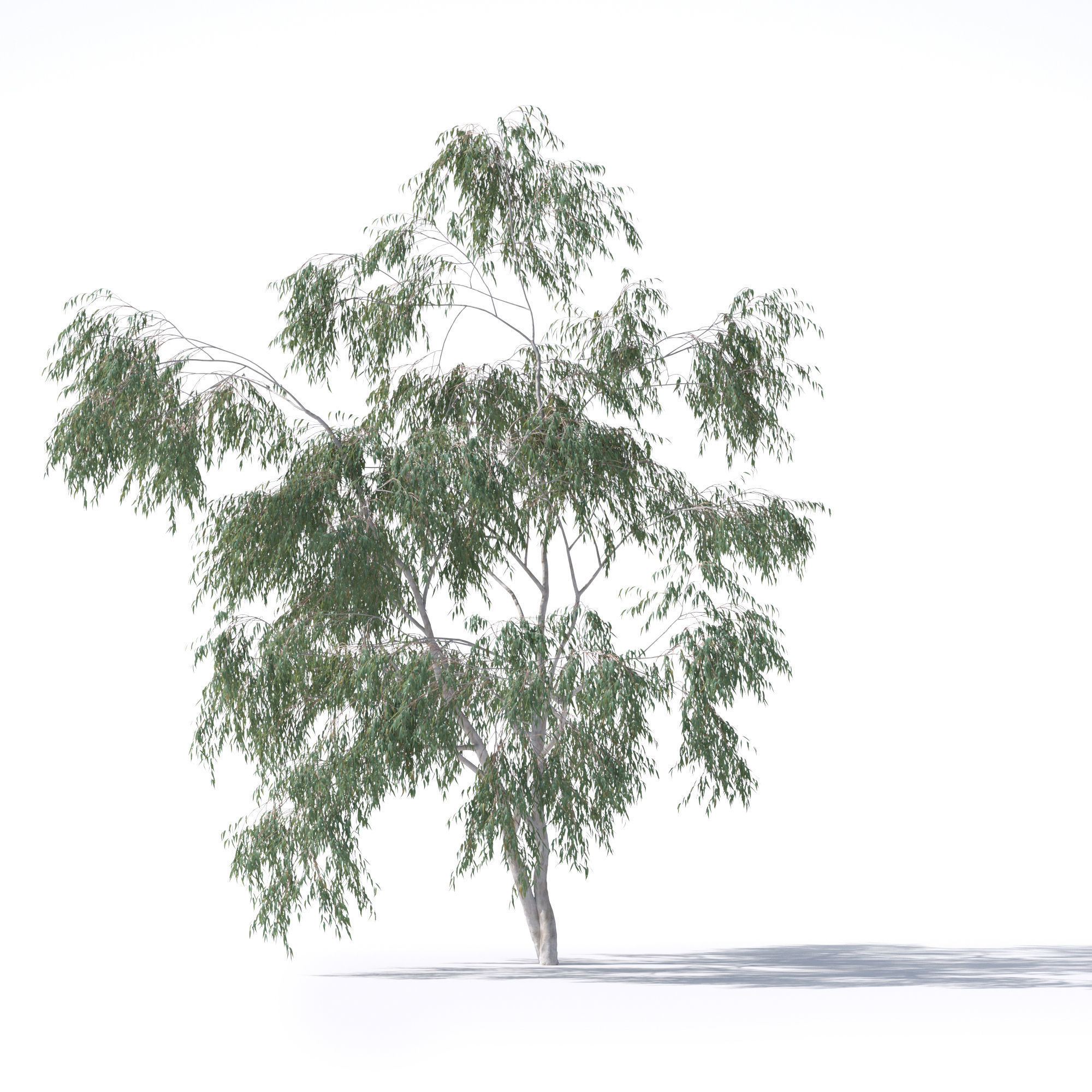 Eucalyptus Pauciflora tree 7 3D model_5