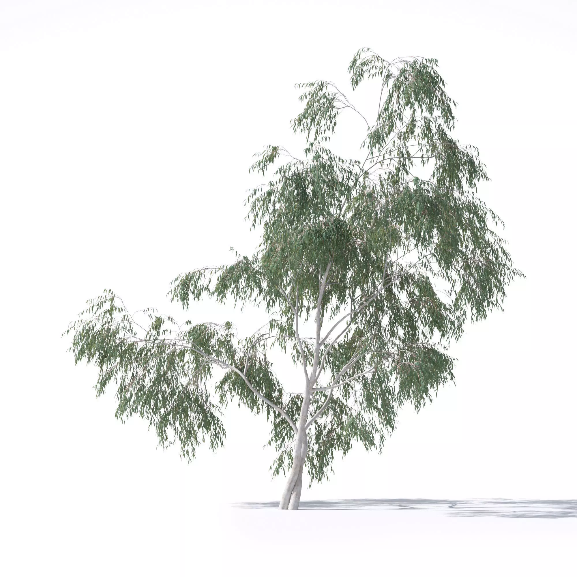 Eucalyptus Pauciflora tree 7 3D model_0