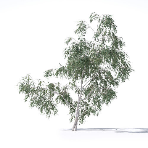 Eucalyptus Pauciflora tree 7 3D model