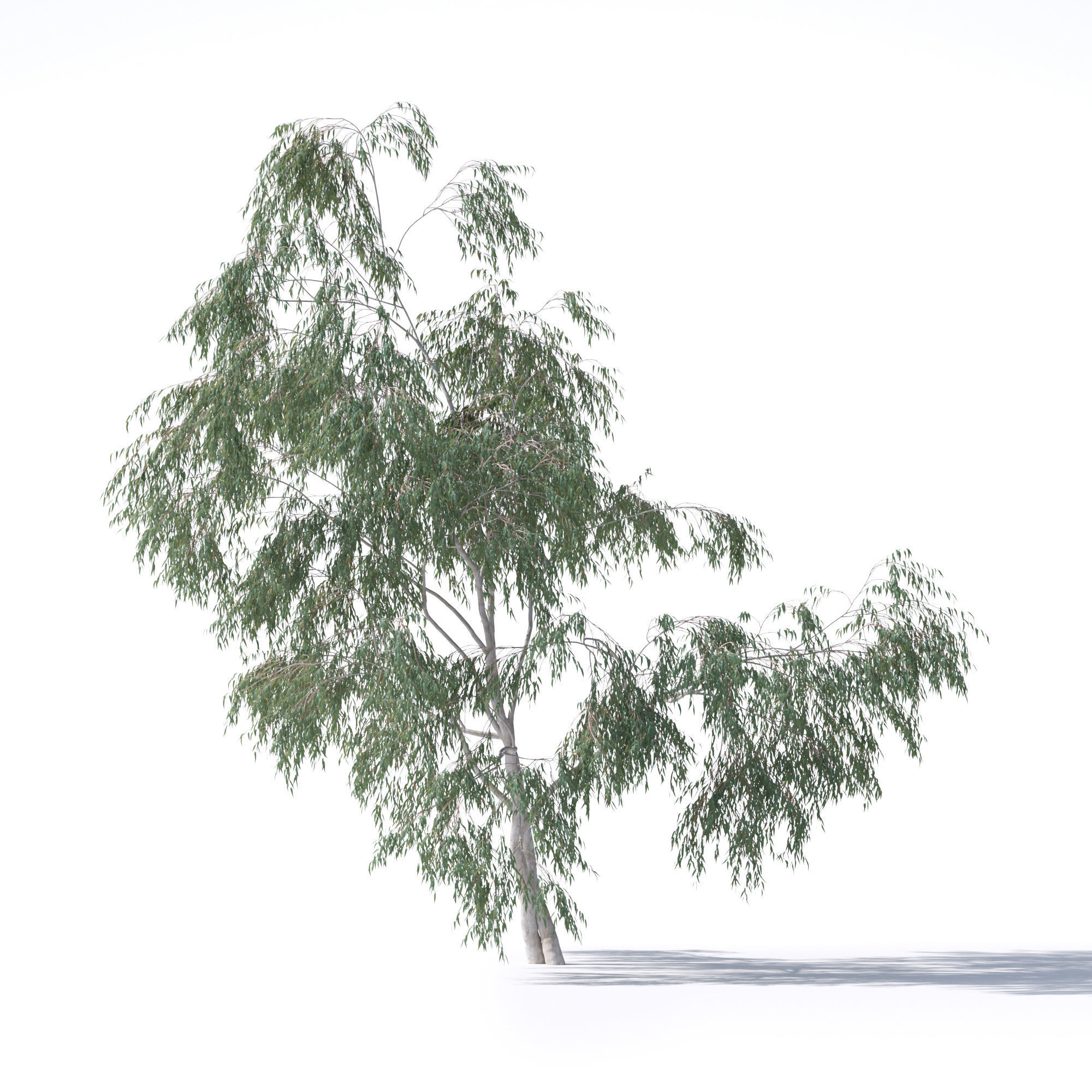 Eucalyptus Pauciflora tree 7 3D model_6