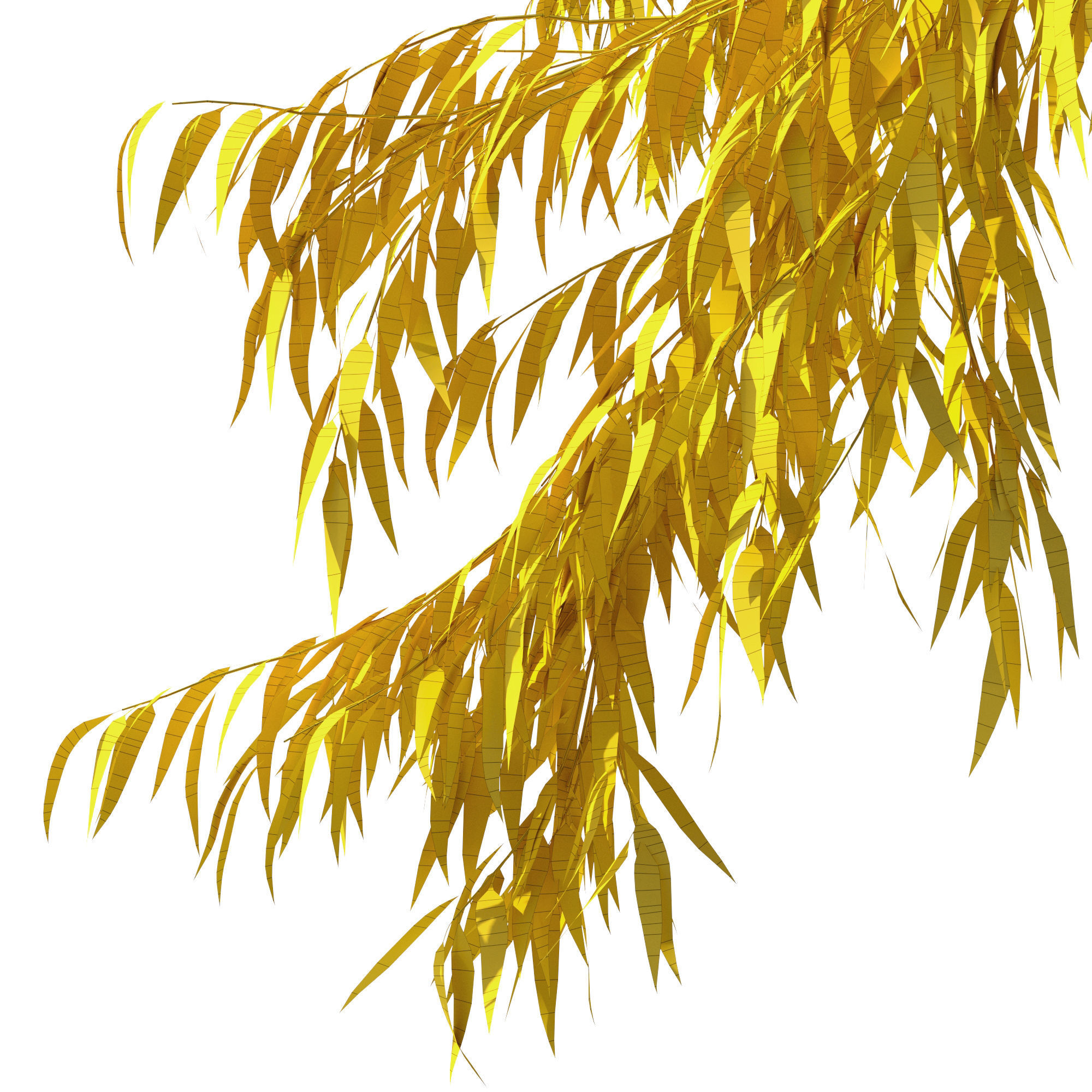 Eucalyptus Pauciflora tree 7 3D model_12