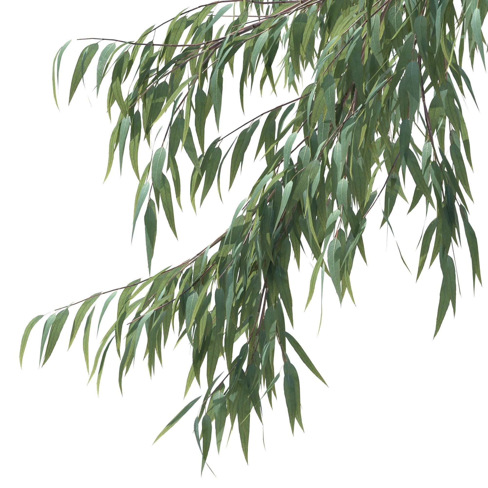 Eucalyptus Pauciflora tree 7 3D model_2