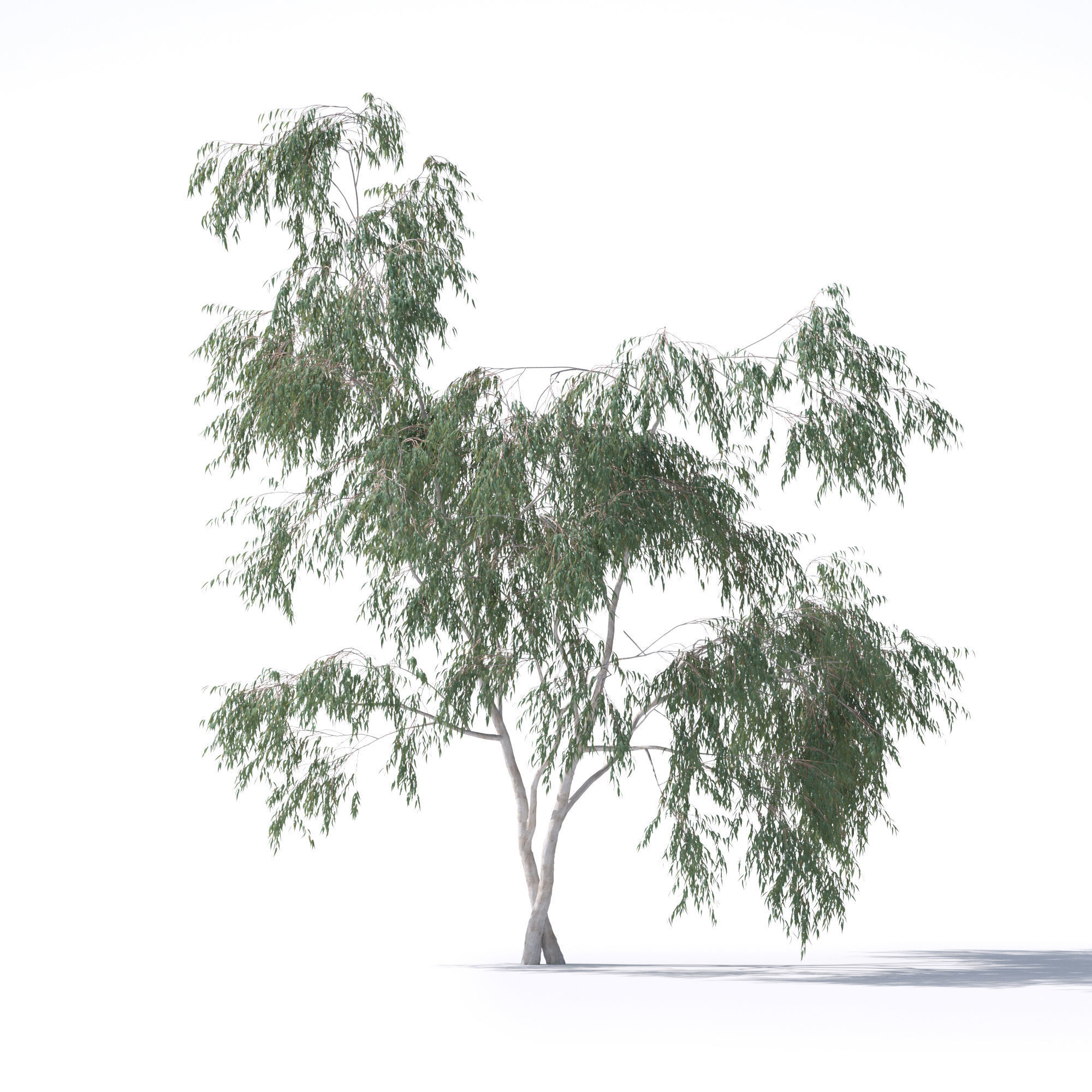 Eucalyptus Pauciflora tree 7 3D model_7