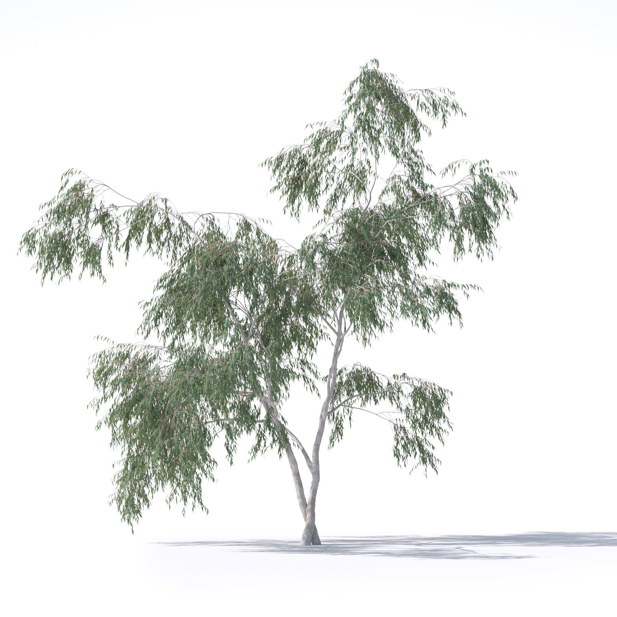 Eucalyptus Pauciflora tree 7 3D model_4
