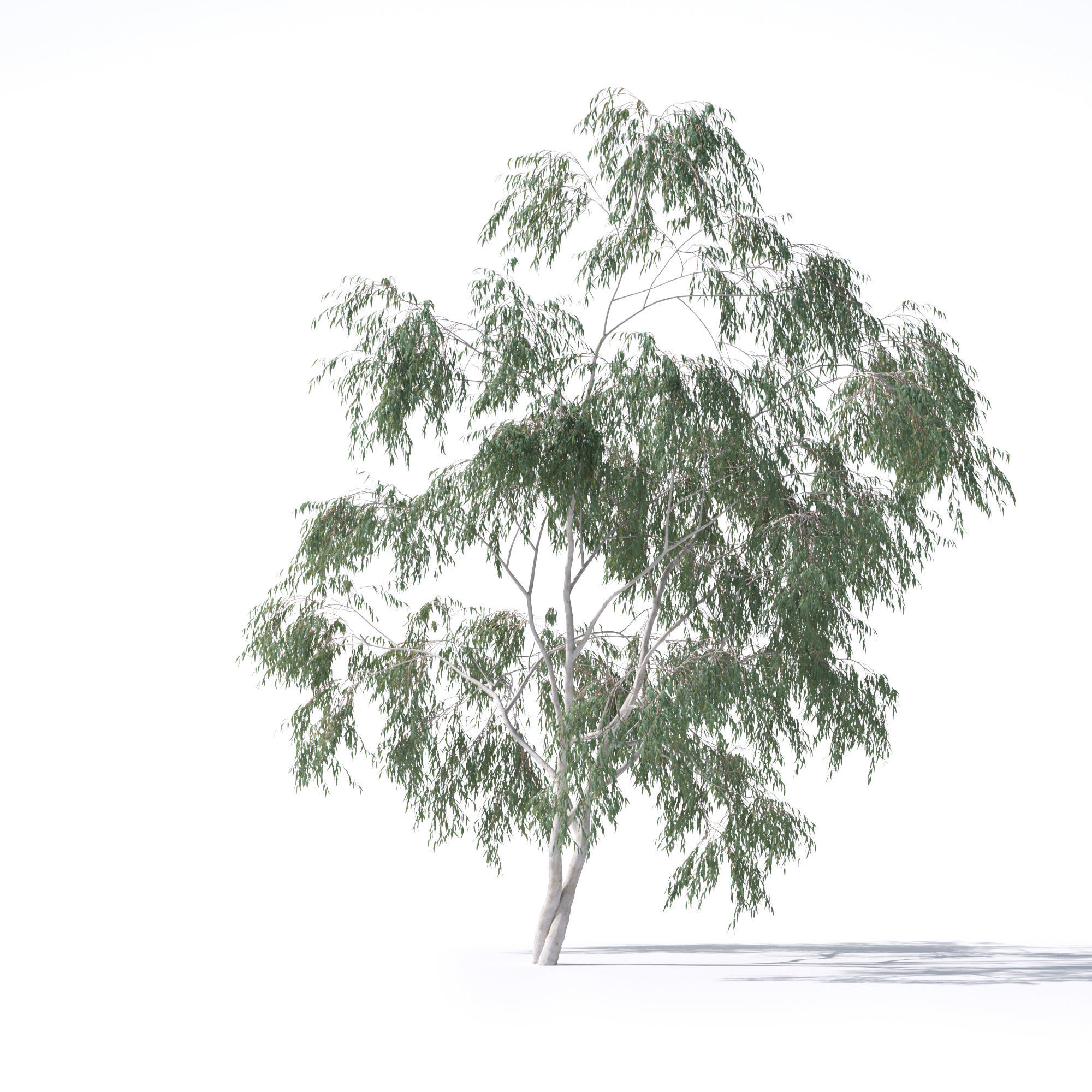 Eucalyptus Pauciflora tree 7 3D model_9