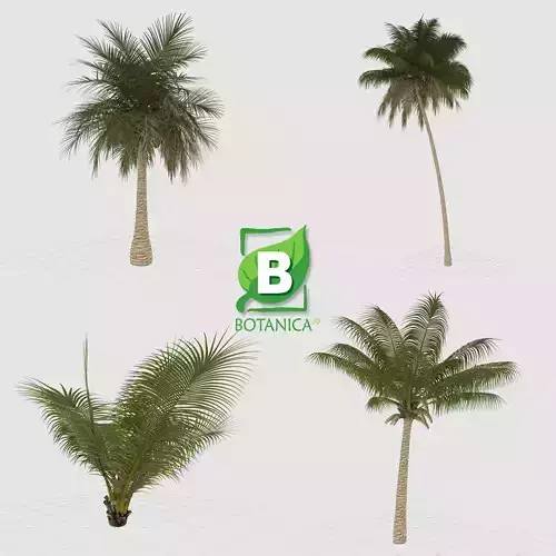 Palm Tree - Coconut Tree - Cocos Nucifera 3D model