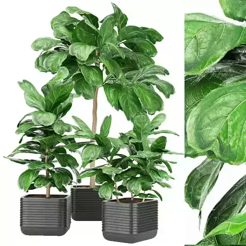 Collection plant vol 18 3D model