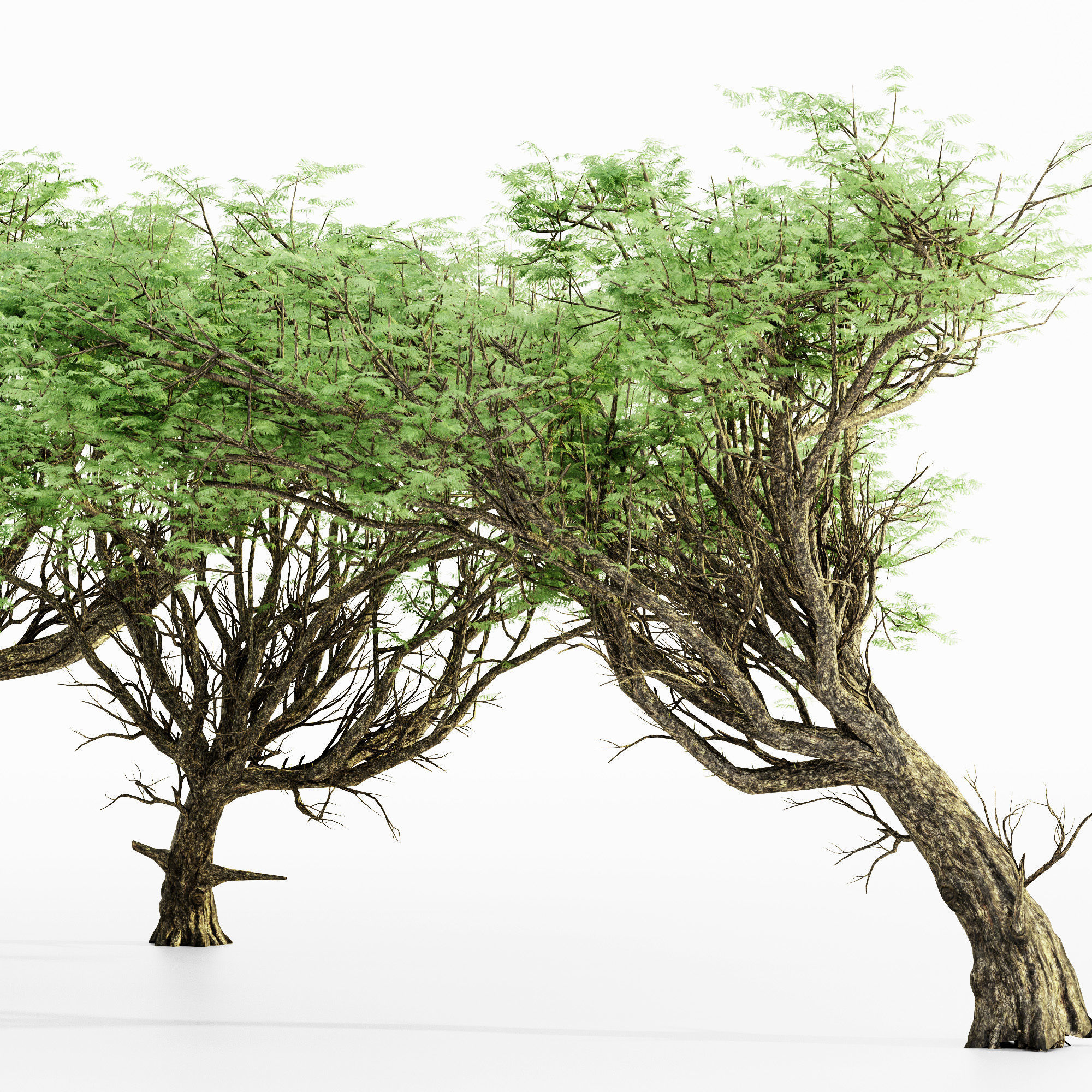 Acacia 02 tree collection 5 trees in the scene 3D model_1