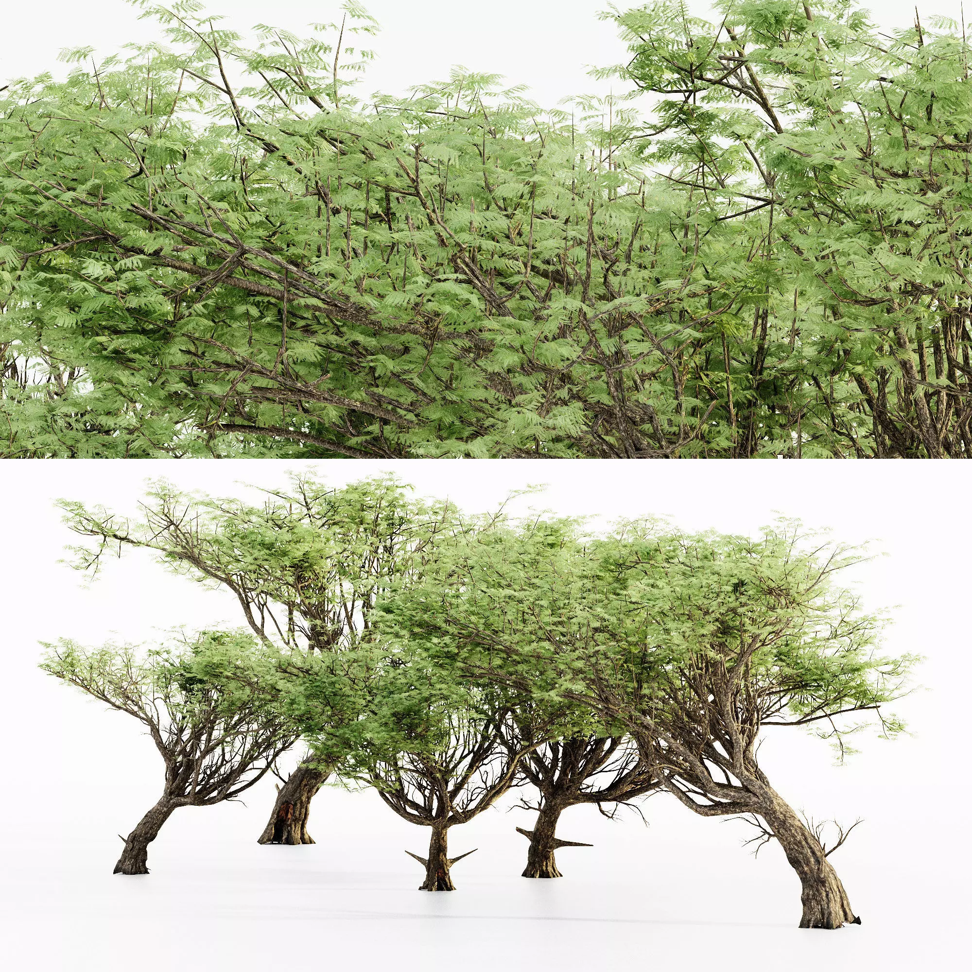 Acacia 02 tree collection 5 trees in the scene 3D model_0