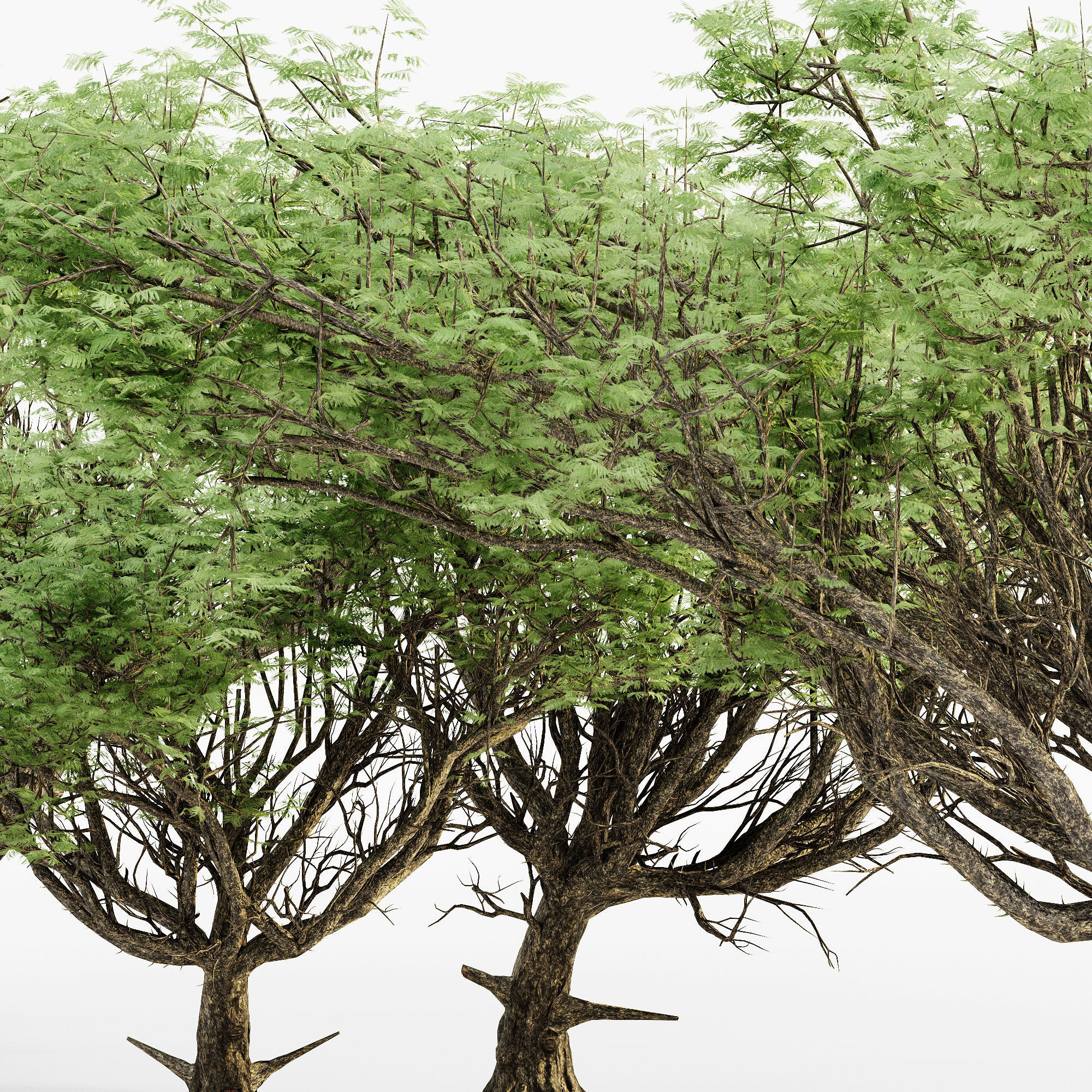 Acacia 02 tree collection 5 trees in the scene 3D model_3
