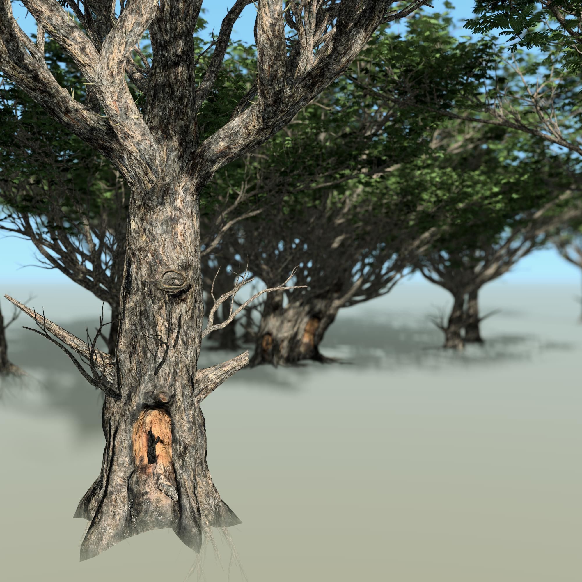 Acacia 02 tree collection 5 trees in the scene 3D model_4