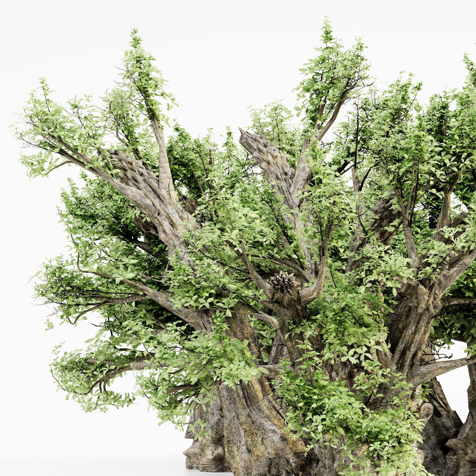 African Baobab  tree collection 5 trees in the scene 3D model_1