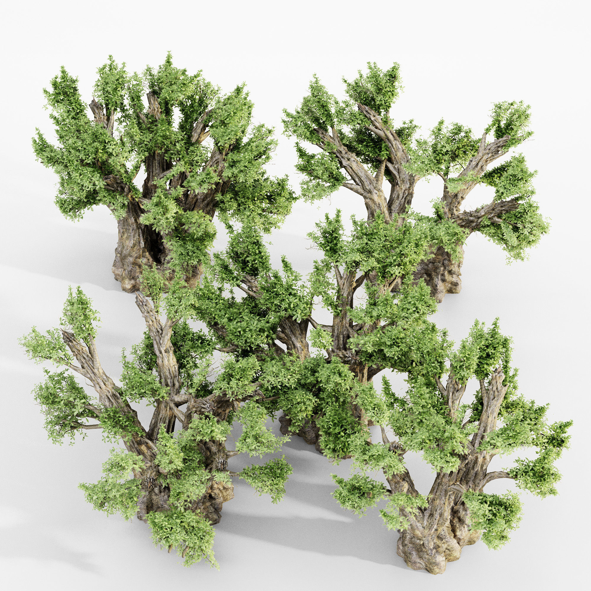 African Baobab  tree collection 5 trees in the scene 3D model_3