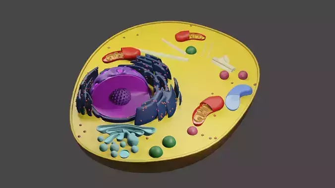 Animal Cell structure cross section Low-poly 3D model