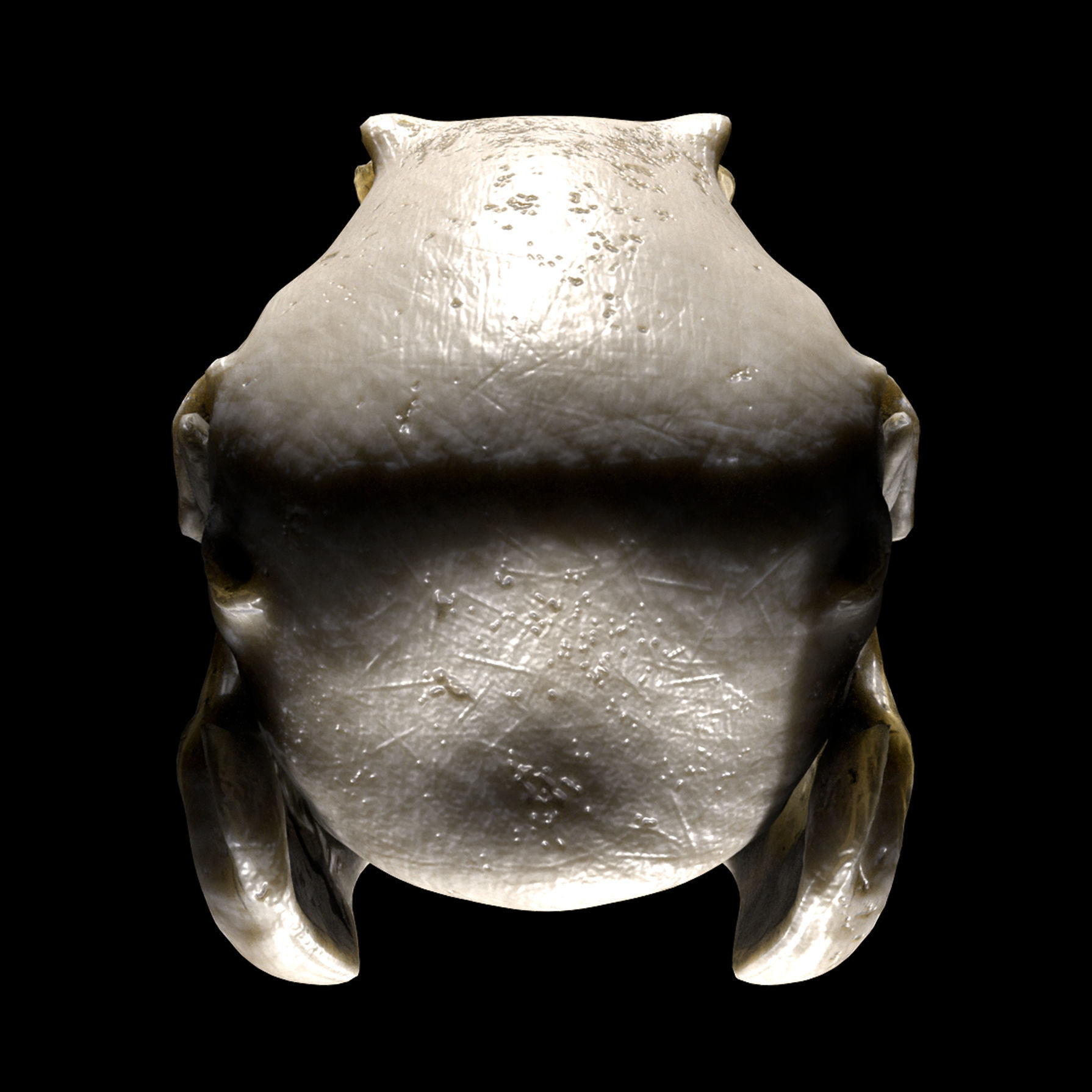 Rabbit Skull Low-poly 3D model_1