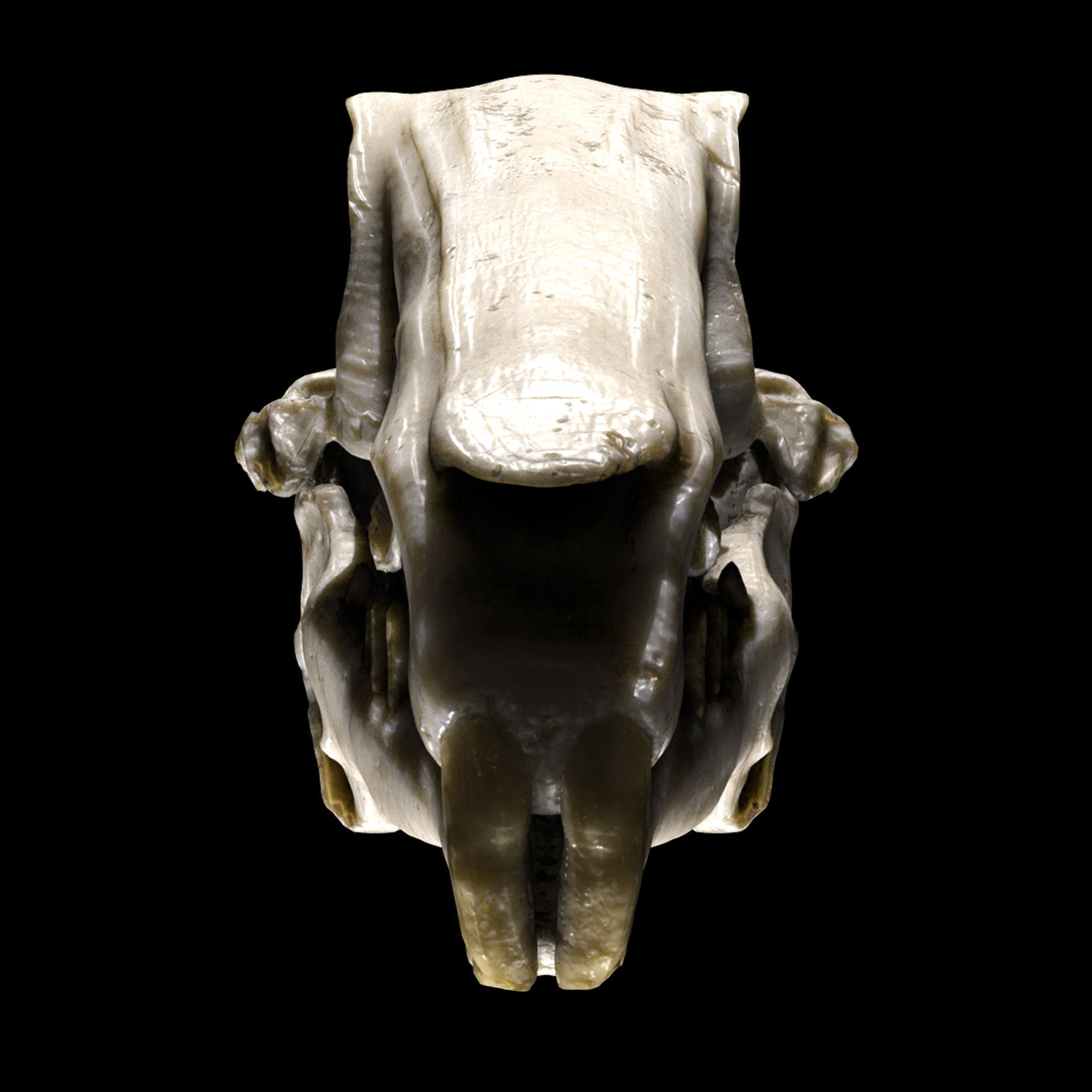 Rabbit Skull Low-poly 3D model_3